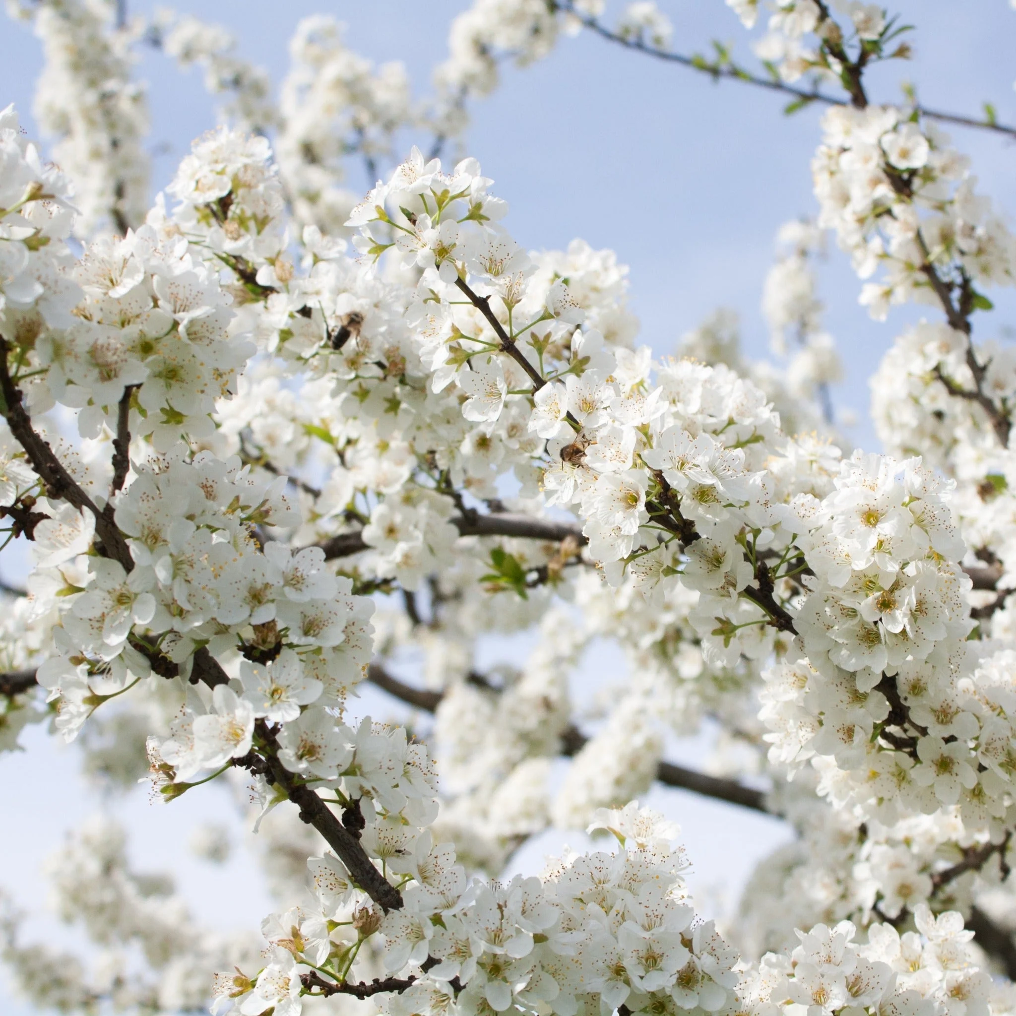 Ornamental Flowering Cherry Blossom Dwarf Tree -  Nipponica  ‘Brilliant’ (2 Sizes Available) - Image 8