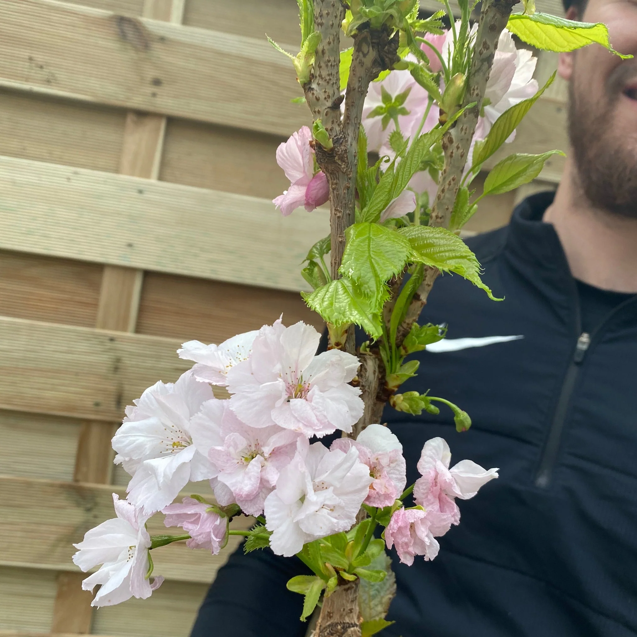 Ornamental Flowering Cherry Blossom Tree Dwarf - Prunus serrulata 'Amanogawa'' 70-80cm - Image 4
