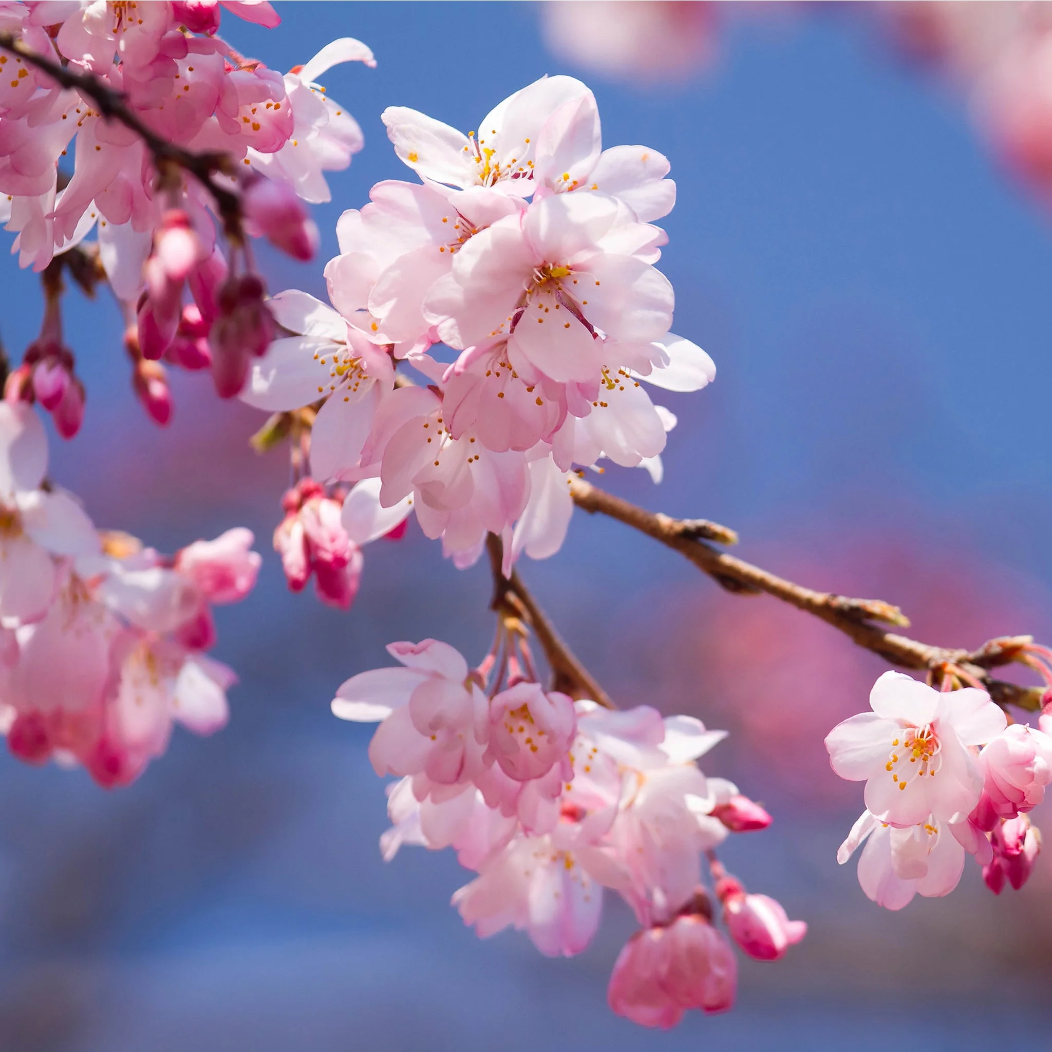 Ornamental Flowering Cherry Blossom Tree - Incisa 'Cunera' 1m 7.5L - Image 2