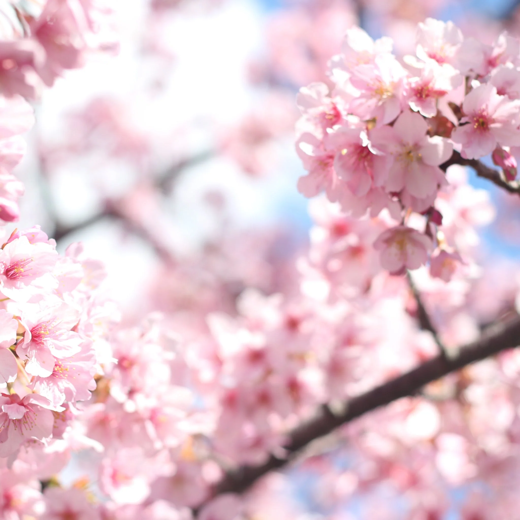 Ornamental Flowering Cherry Blossom Tree - Incisa 'Cunera' 1m 7.5L - Image 3