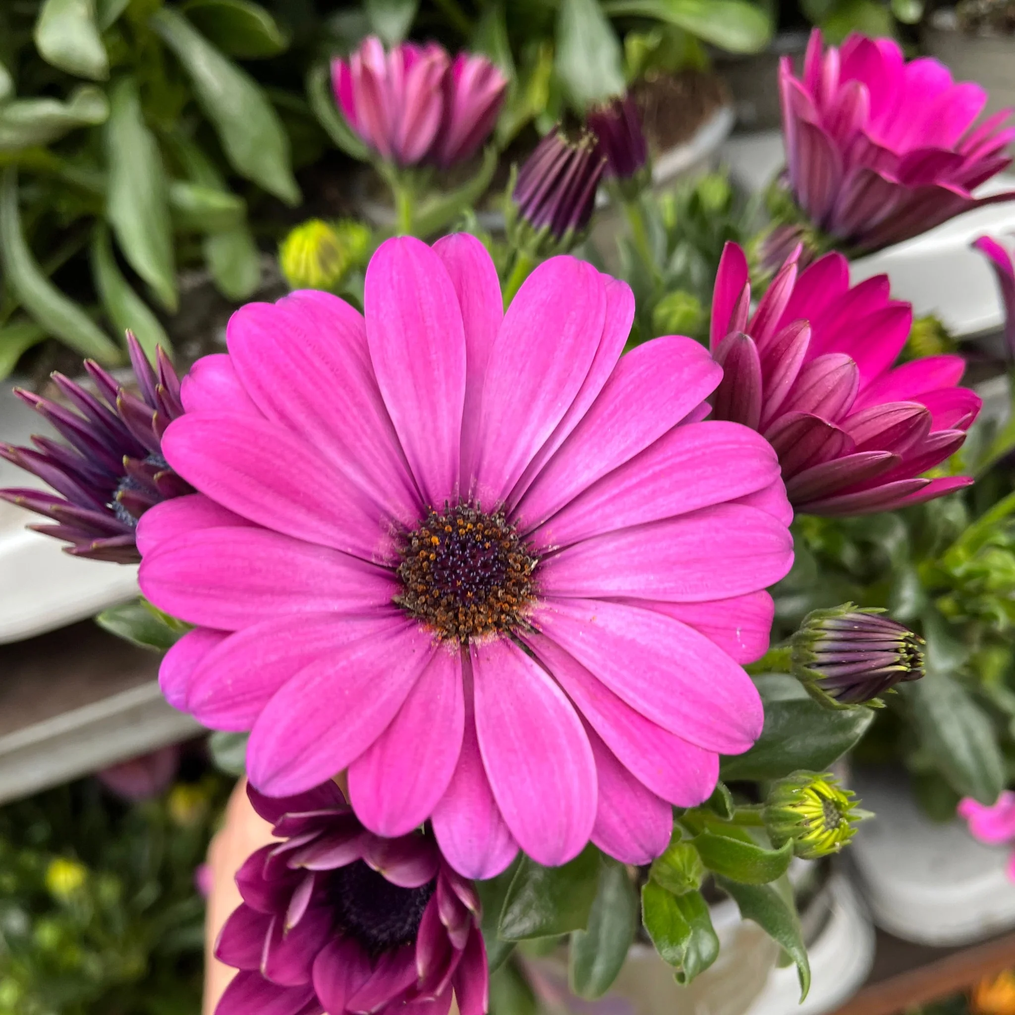 Osteospermum (African/Cape Daisy) 12cm Pot - Image 2