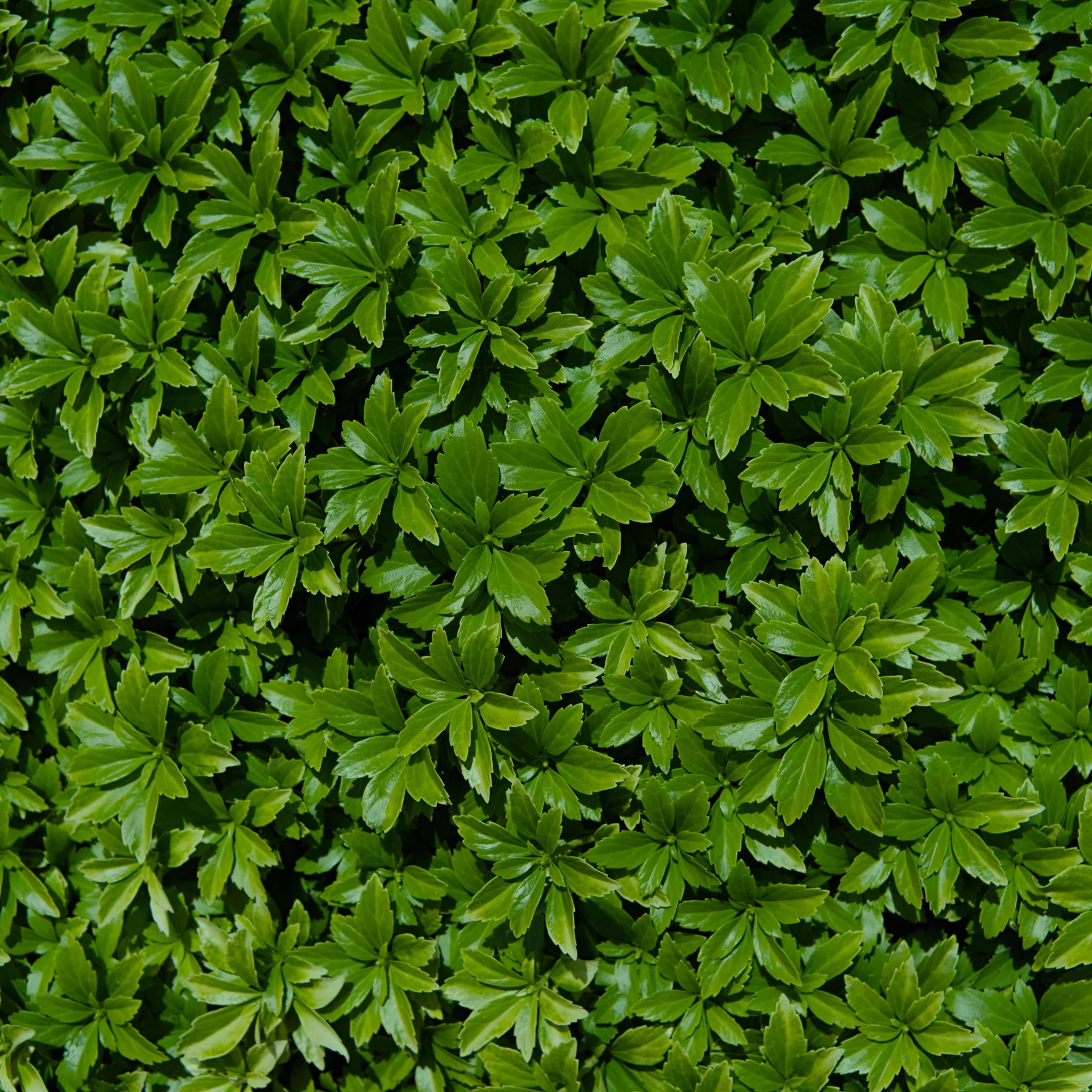 Pachysandra terminalis 'Green Carpet' 9cm - Image 3