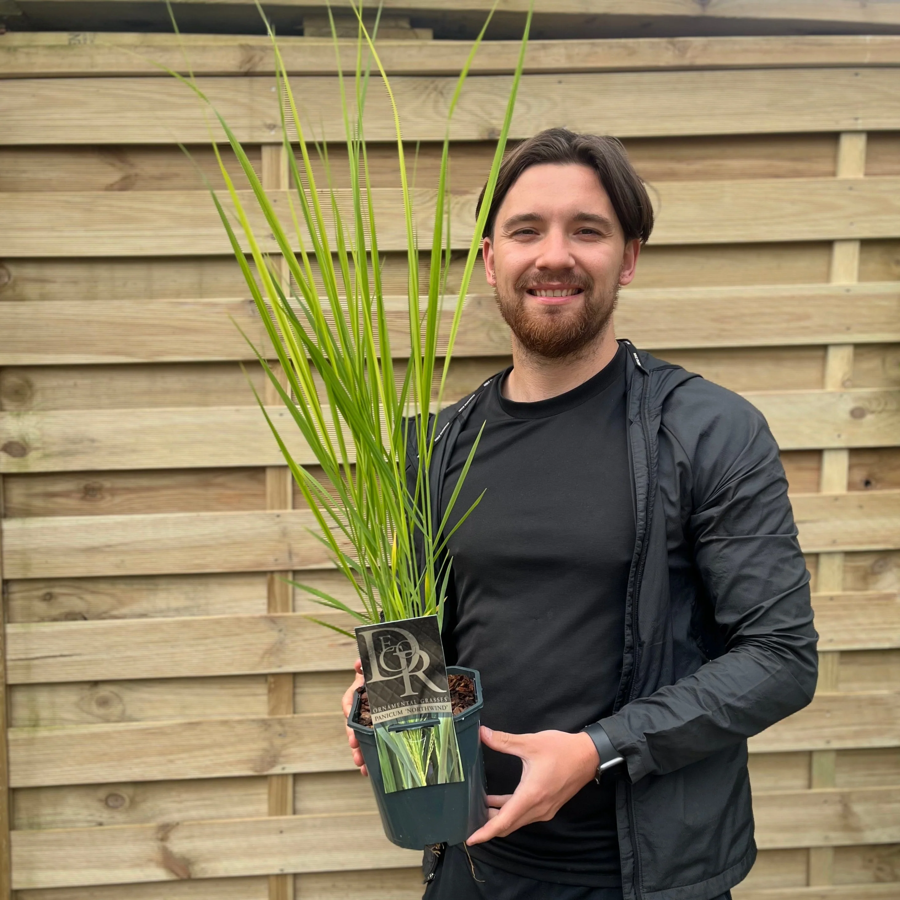 Panicum virigatum Northwind 9cm / 2L / 12L - Image 6