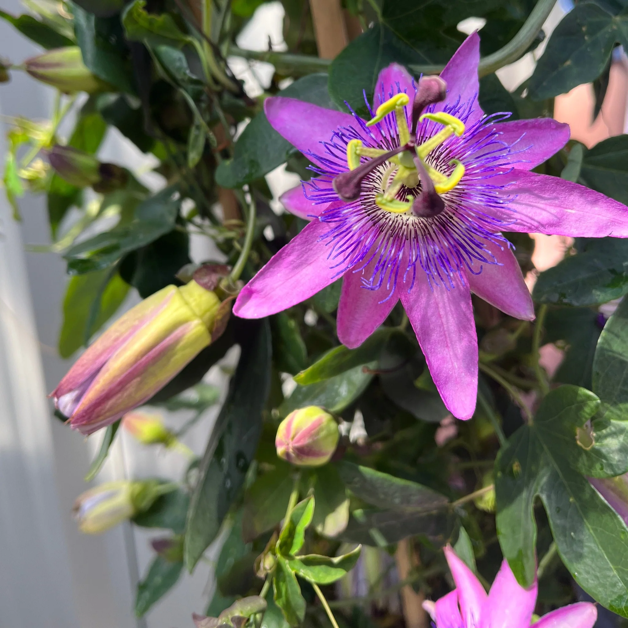 Passion flower Climber | Passiflora caerulear | 110cm - Image 2