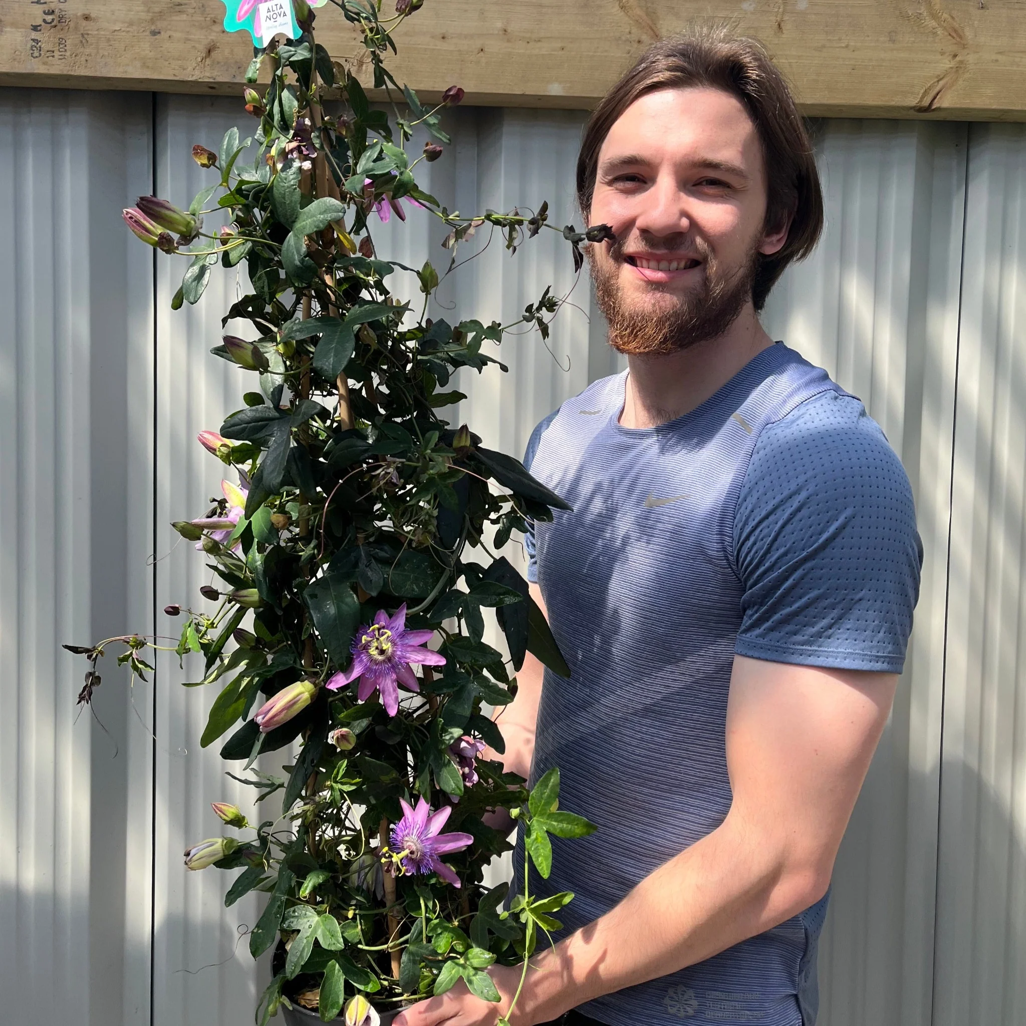 Passion flower Climber | Passiflora caerulear | 110cm - Image 3