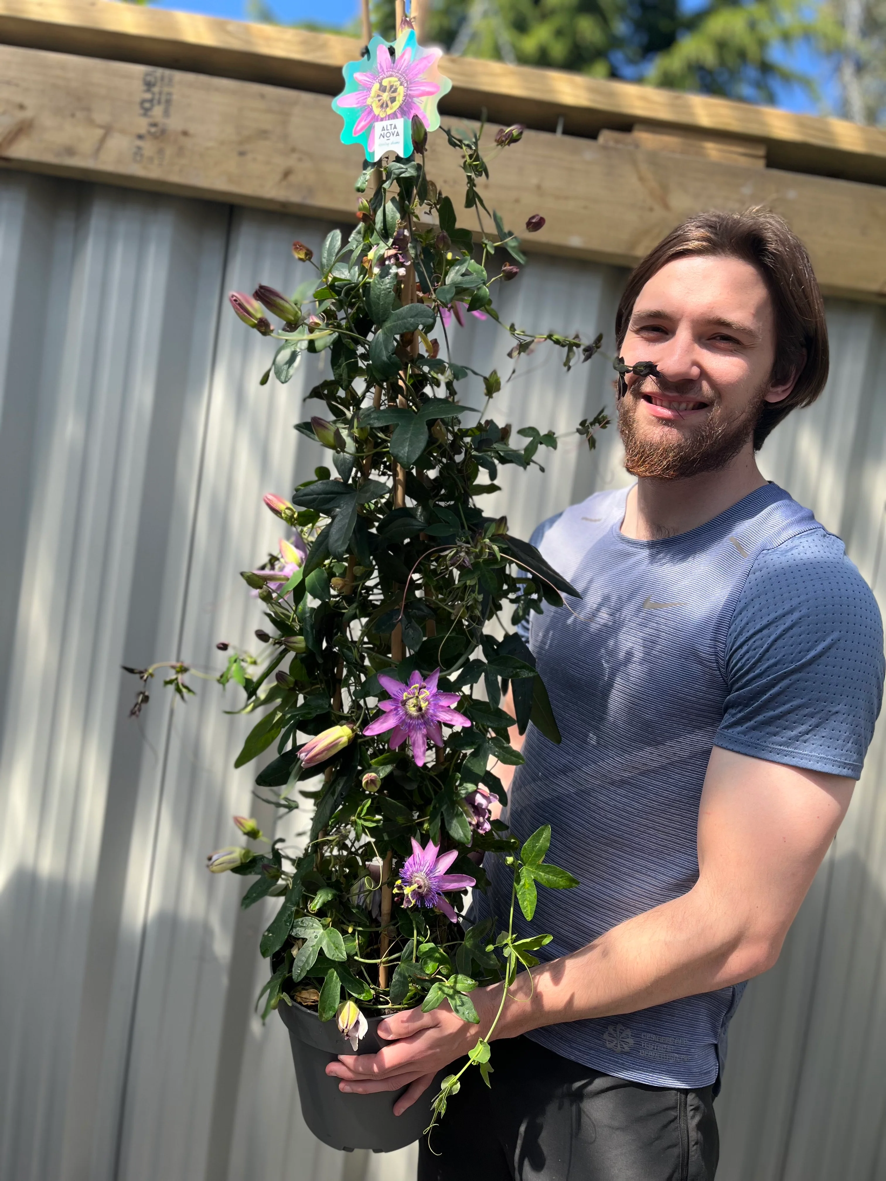 Passion flower Climber | Passiflora caerulear | 110cm - Image 4