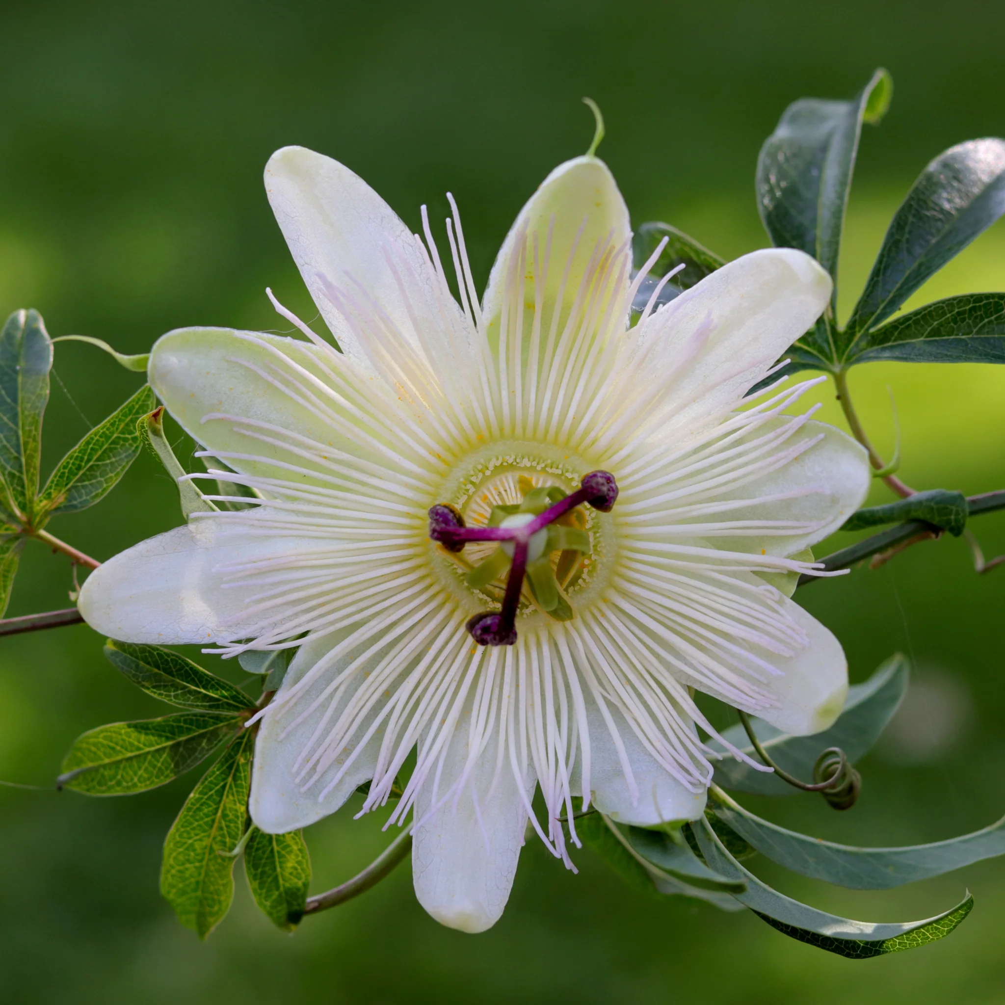 Passionflower Climber | Constance Elliot | 60cm - Image 2