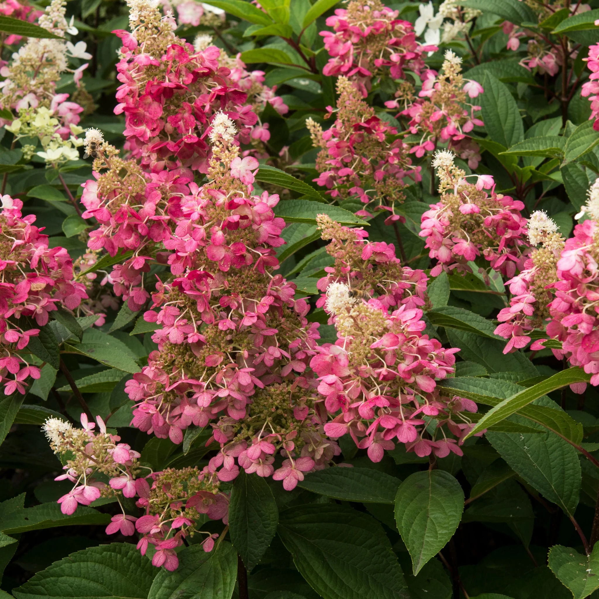 Patio Hydrangea paniculata 'Candlelight€™ Tree 5L 120-130cm