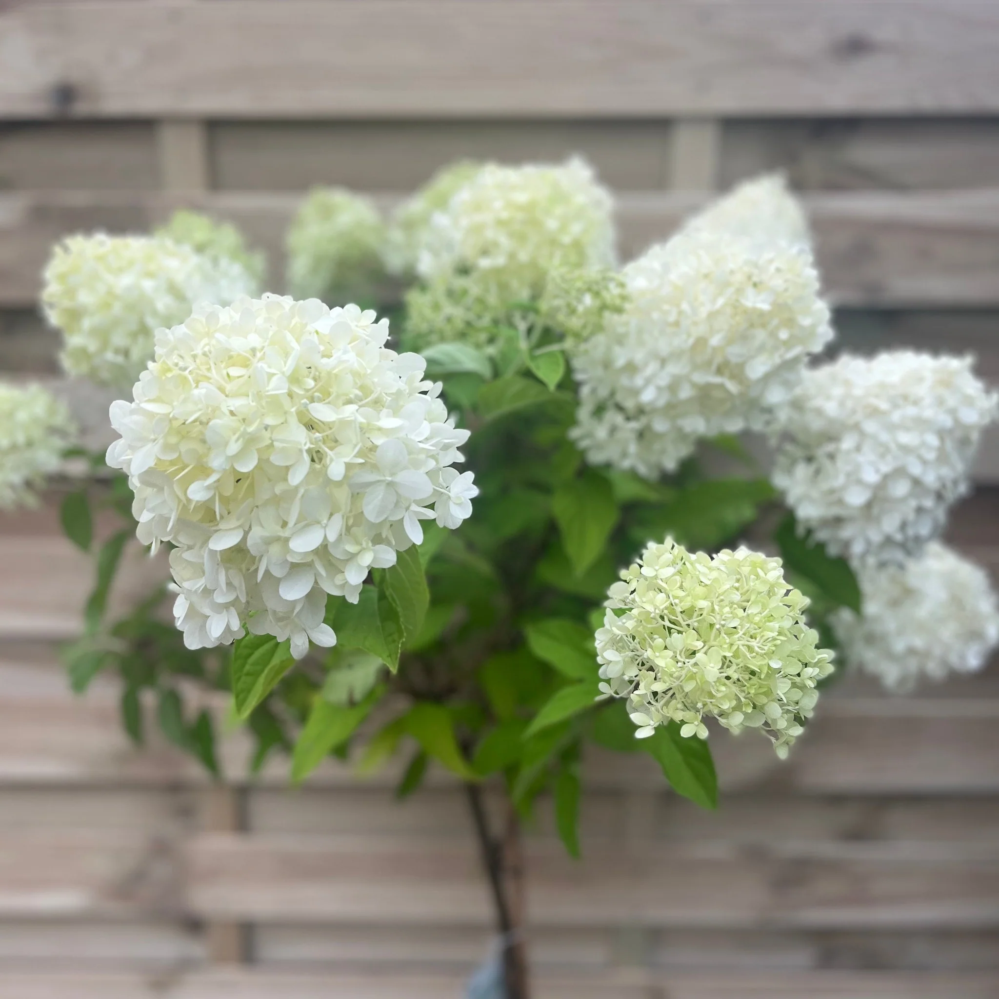 Hydrangea paniculata 'LimeLight Tree - Image 3