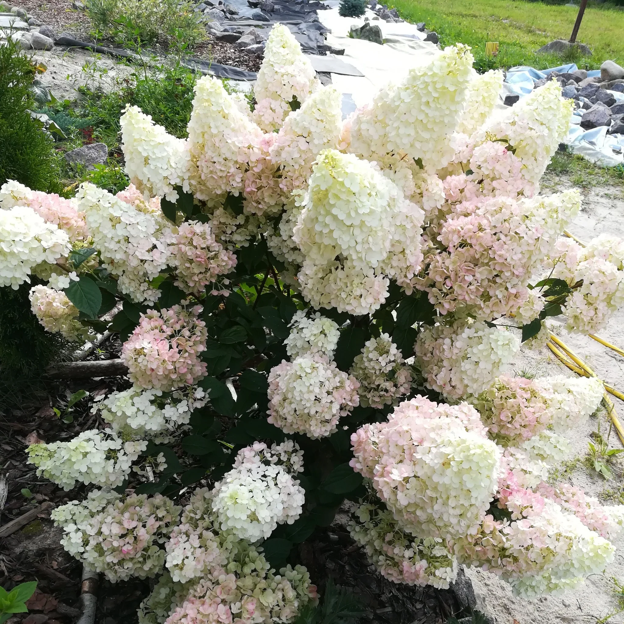Patio Hydrangea paniculata 'Sundae Fraise' Tree 3L/5L - Image 3