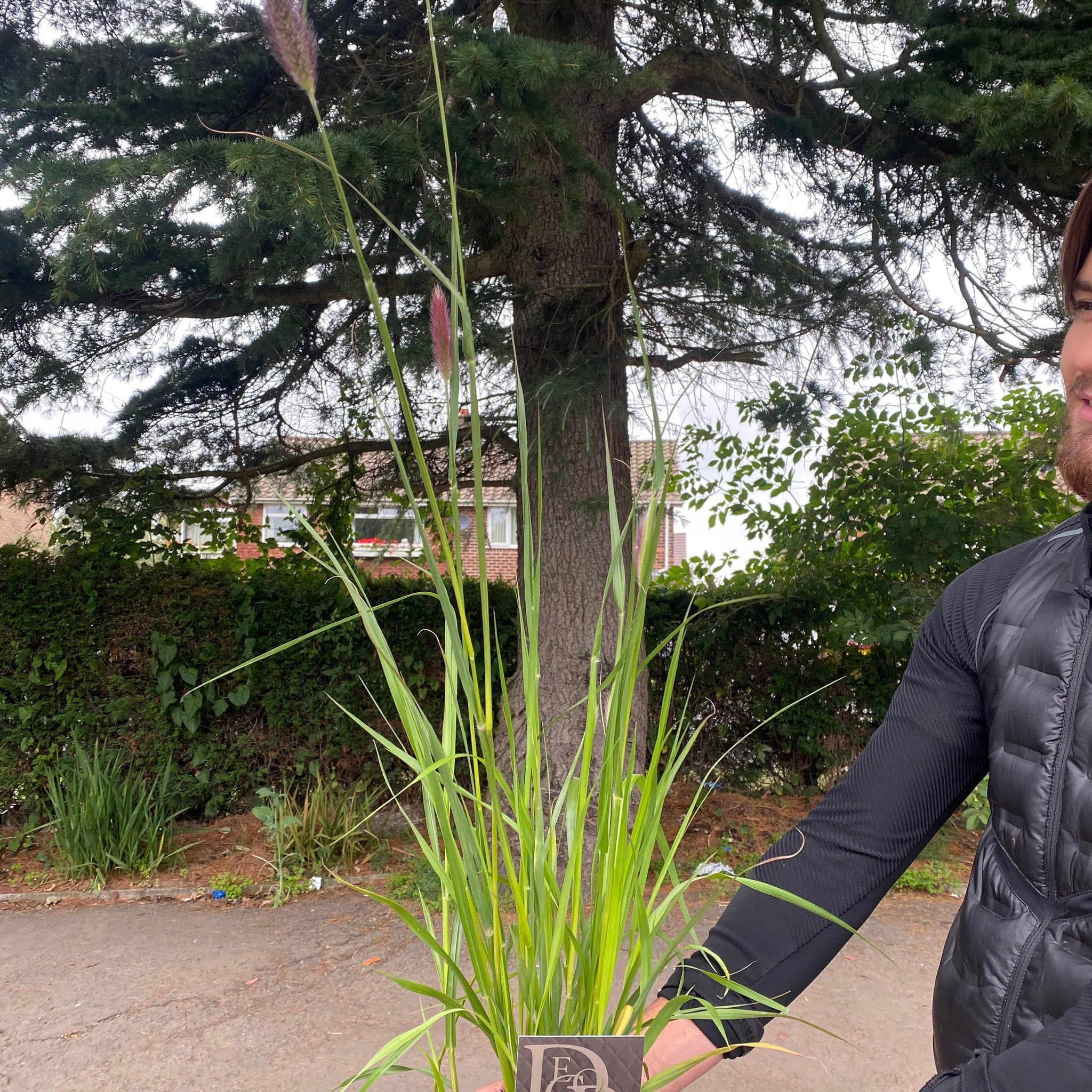 Pennisetum 'Red Bunny Tails' 2L - Image 3