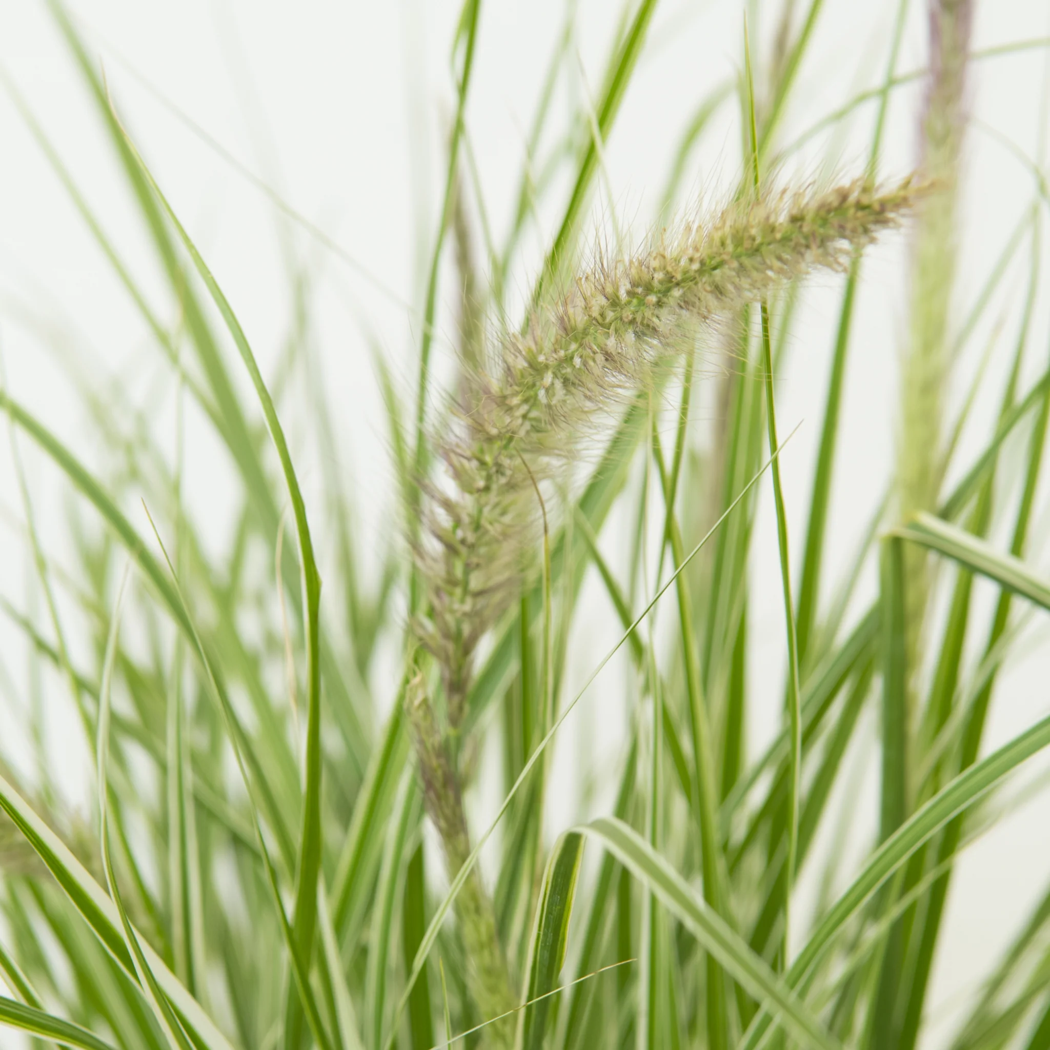 Pennisetum 'Sky Rocket' Ornamental Grass - Image 3
