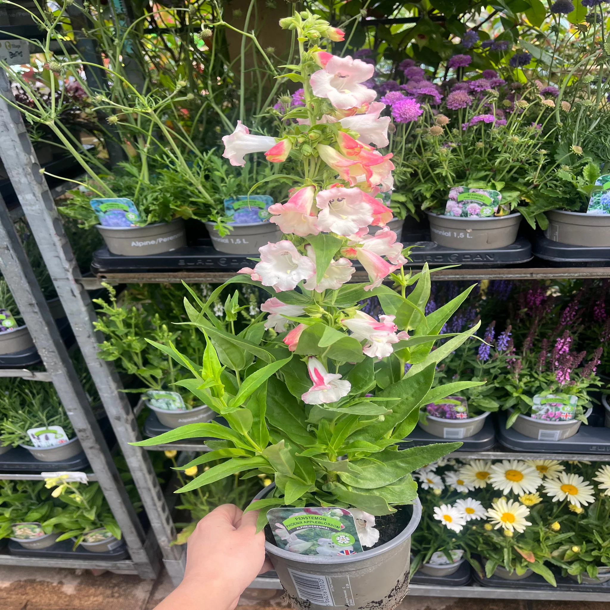 Penstemon Arabesque 'Appleblossom' 9cm/1.5L/2L - Image 5