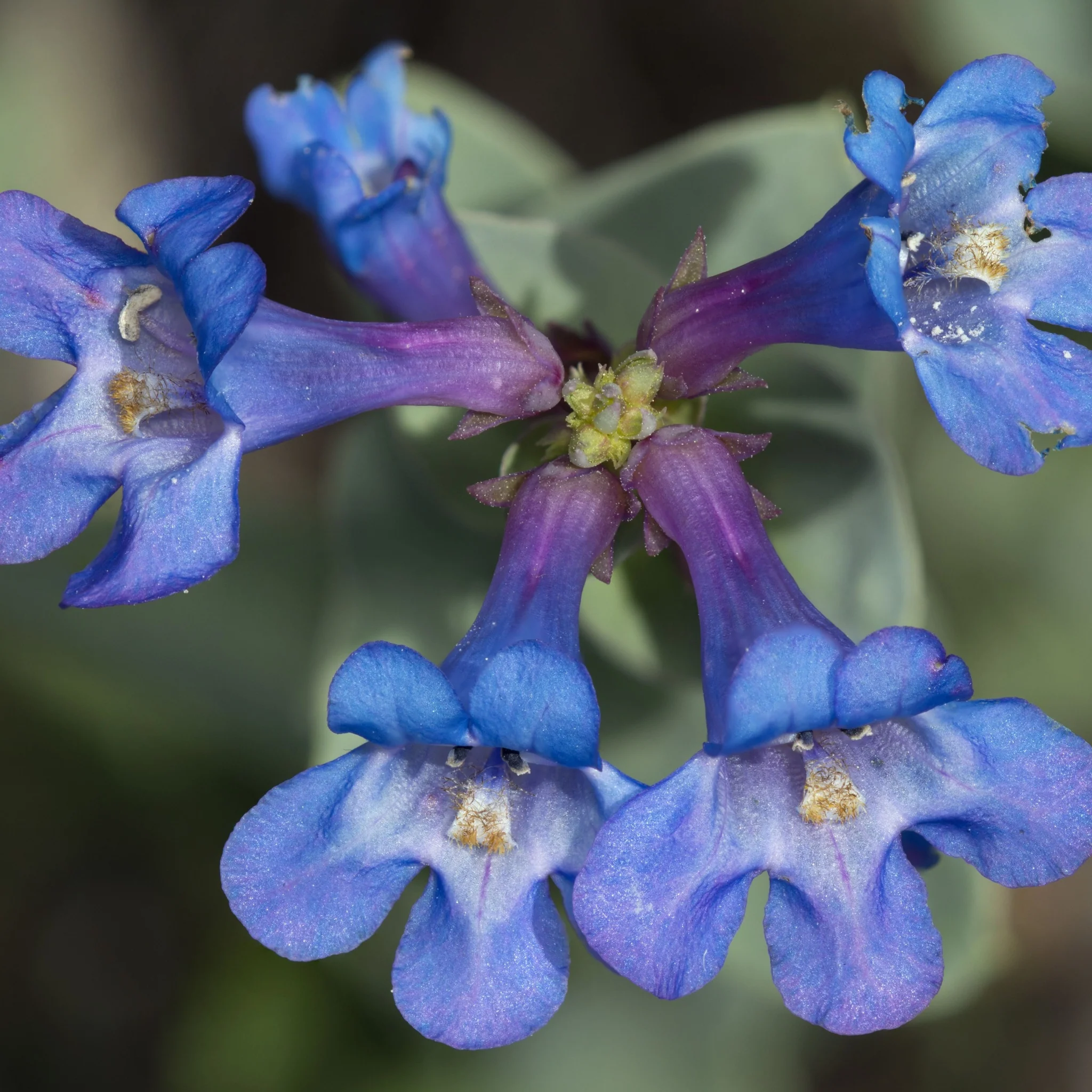 Penstemon 'Heavenly Blue' 9cm - Image 2