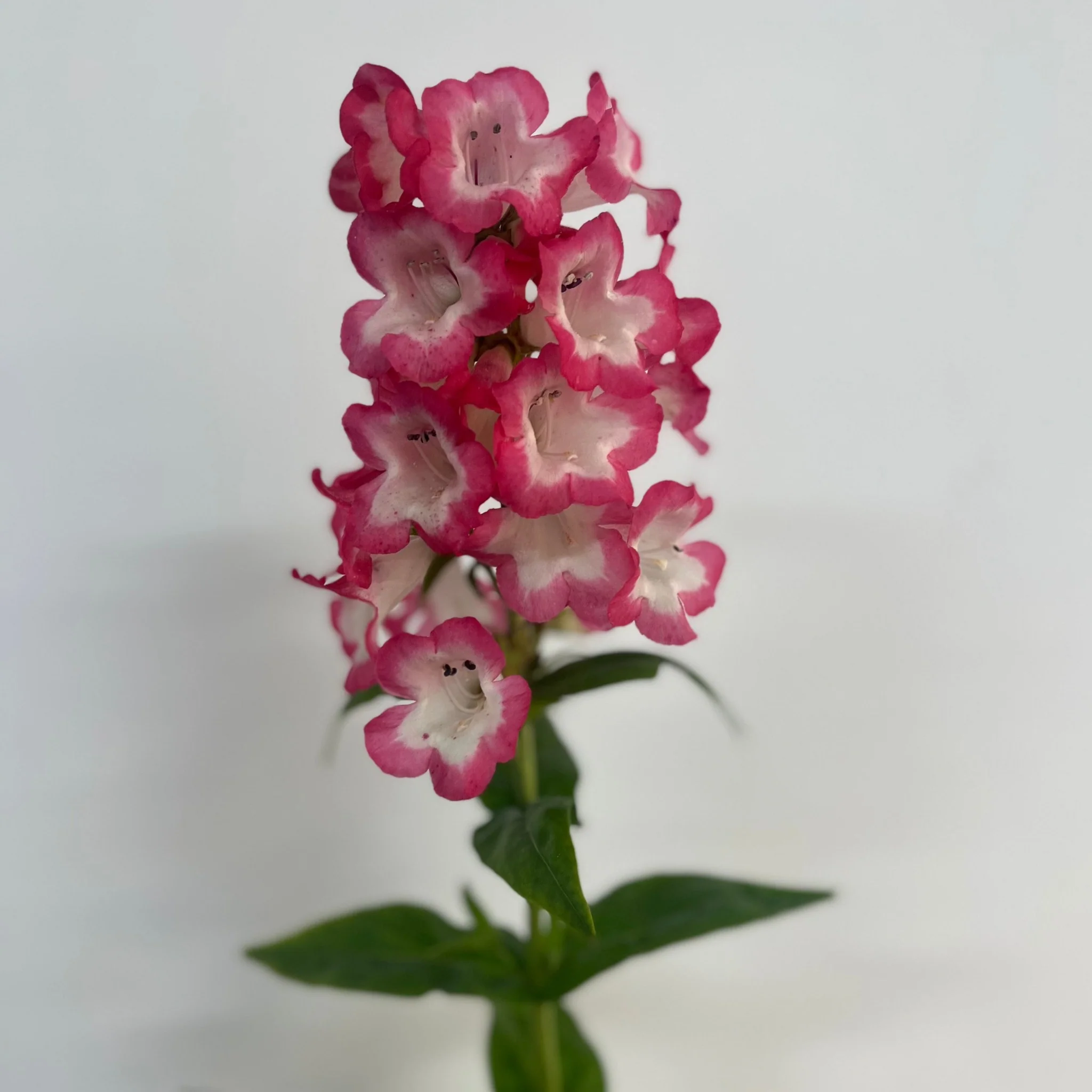 Penstemon 'Hewells Pink' 9cm/1.5L - Image 2