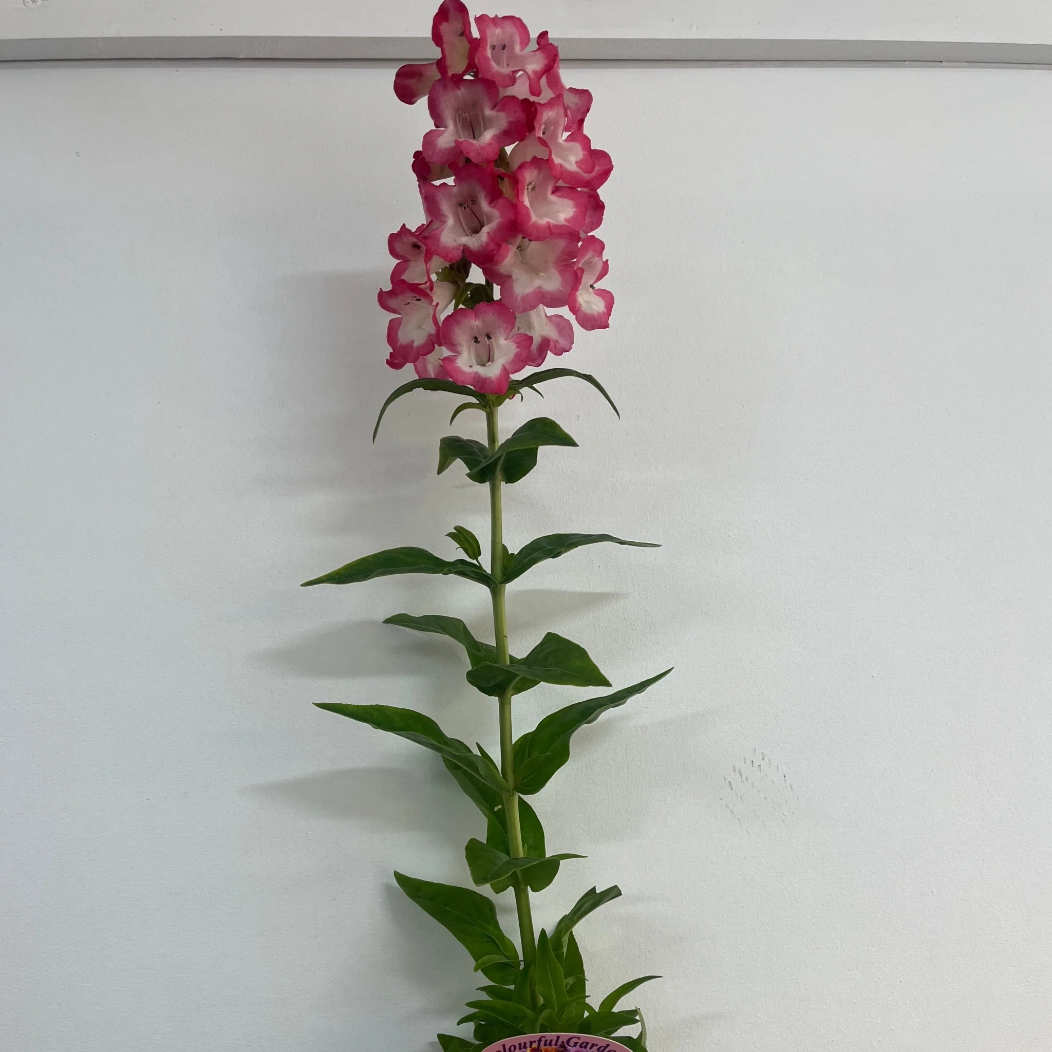 Penstemon 'Hewells Pink' 9cm/1.5L - Image 3