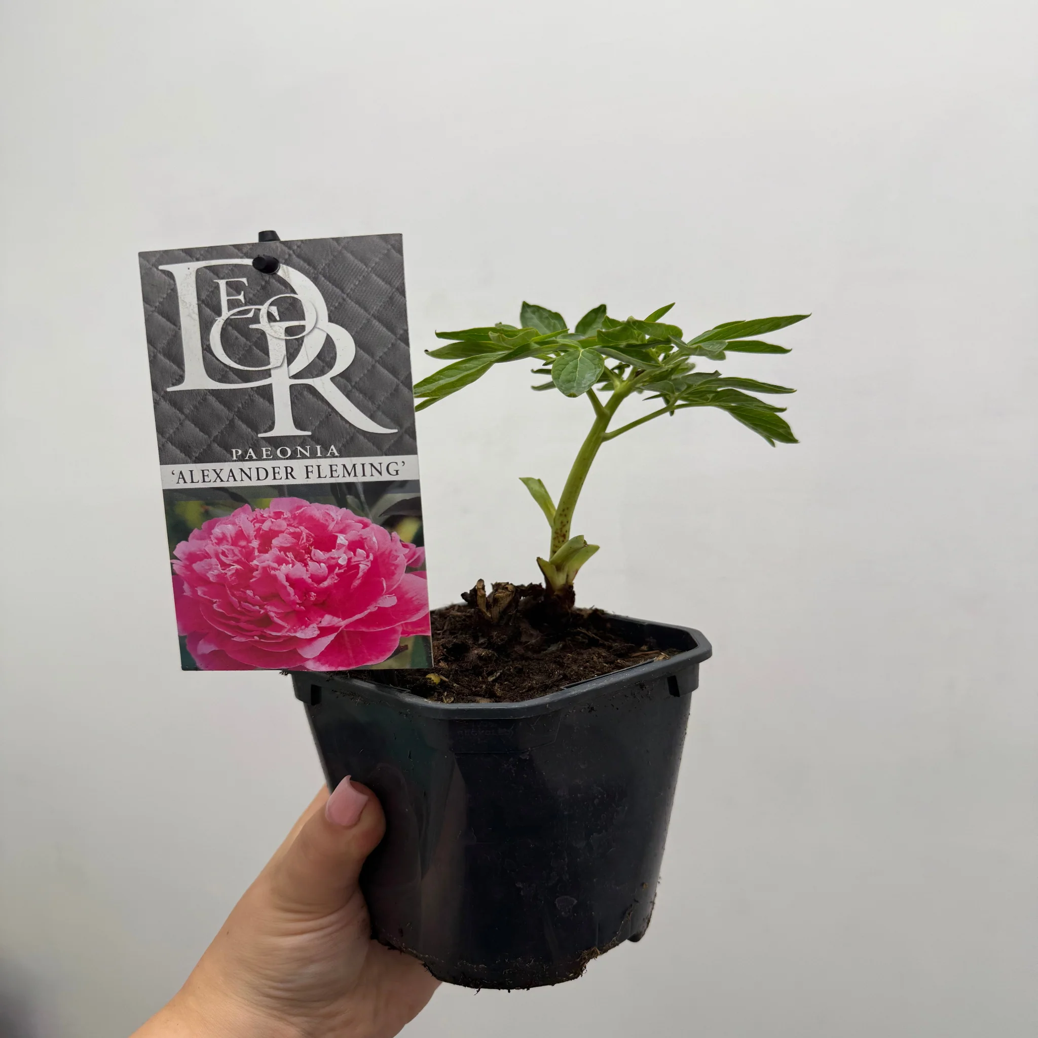 Peony 'Alexander Fleming' 1L - Image 3