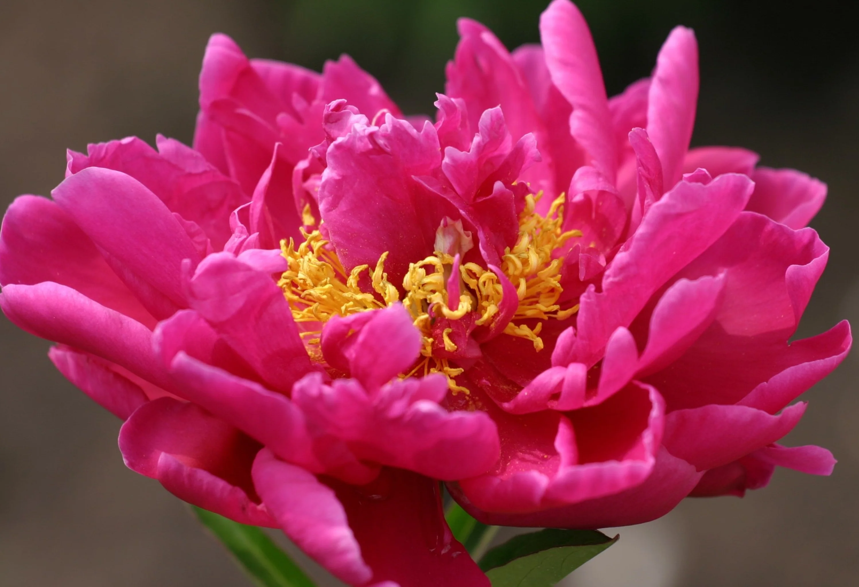 Peony Mix of 3 Plants (3 x 9cm-1L Pots) - Image 3