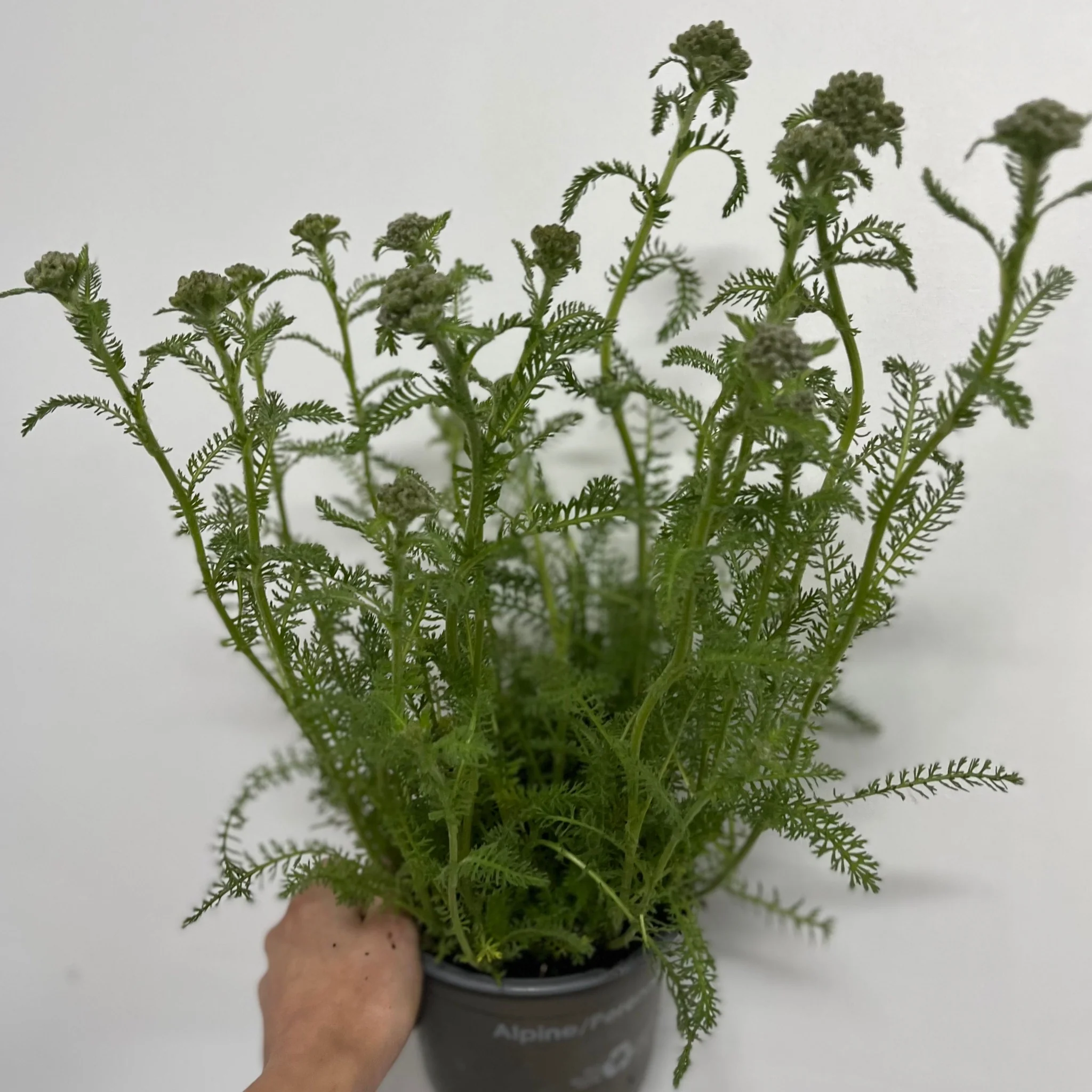 Achillea 'Cloth of Gold' 9cm/1.5L - Image 3