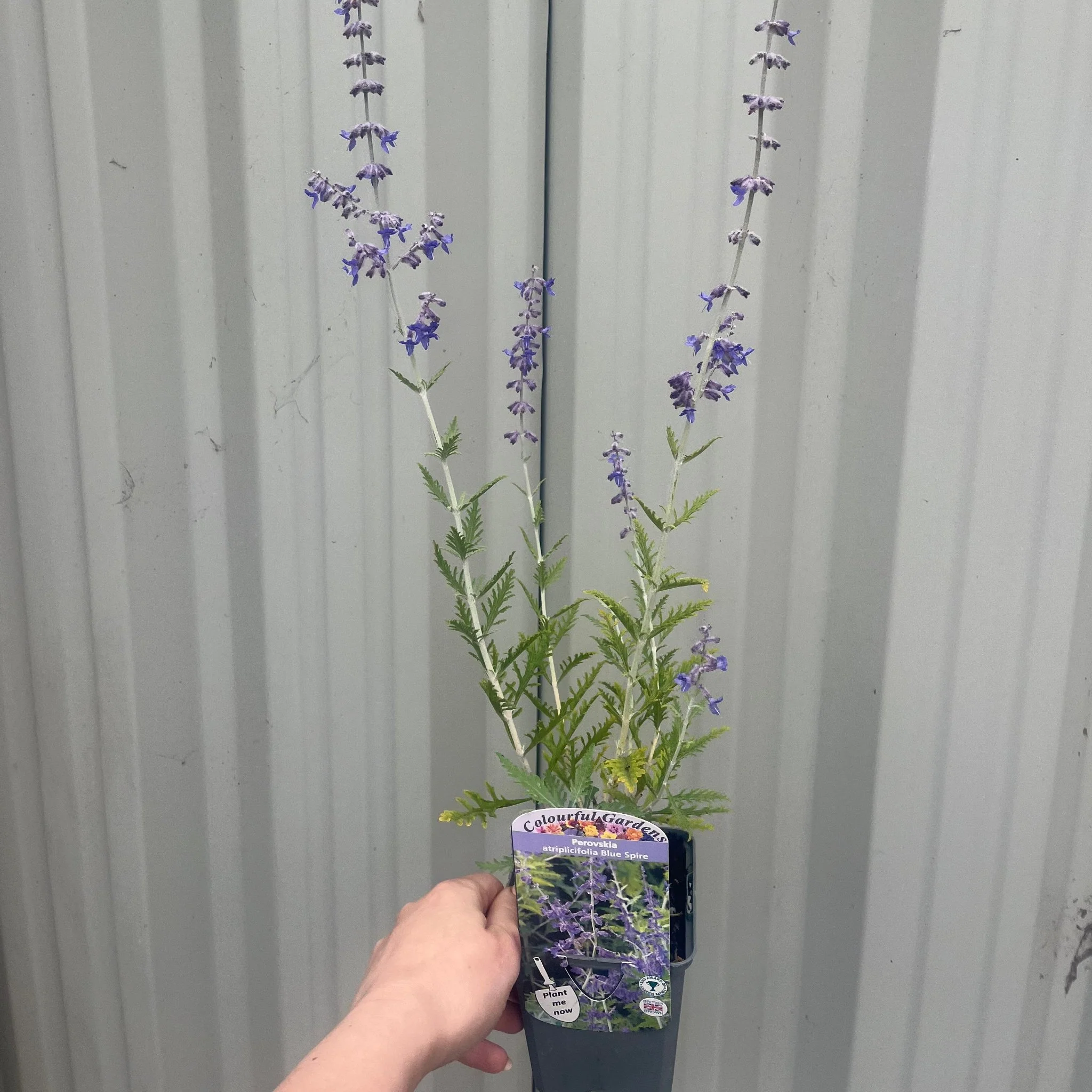 Perovskia 'Blue Spire' 9cm / 2L - Image 4