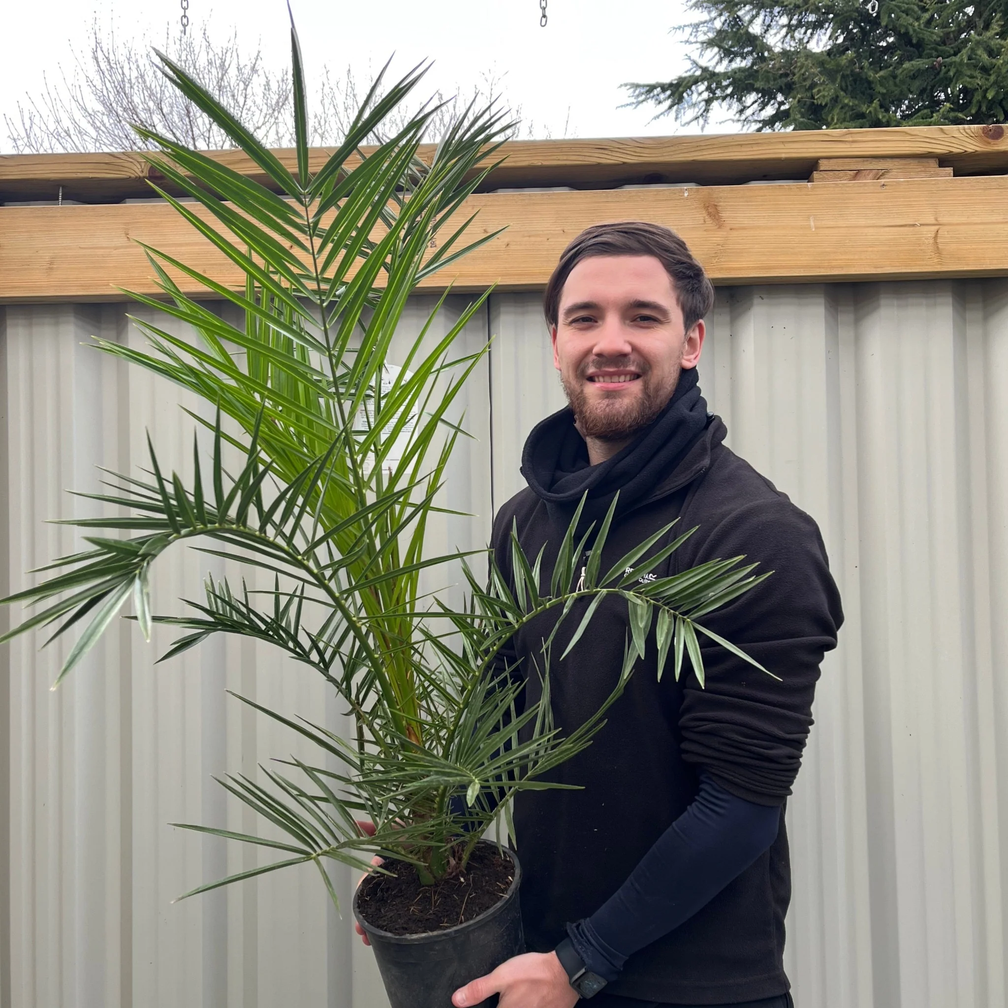 Phoenix Palm | Phoenix canariensis 'Canary Island Date Palm' 60-70cm / 70-80cm