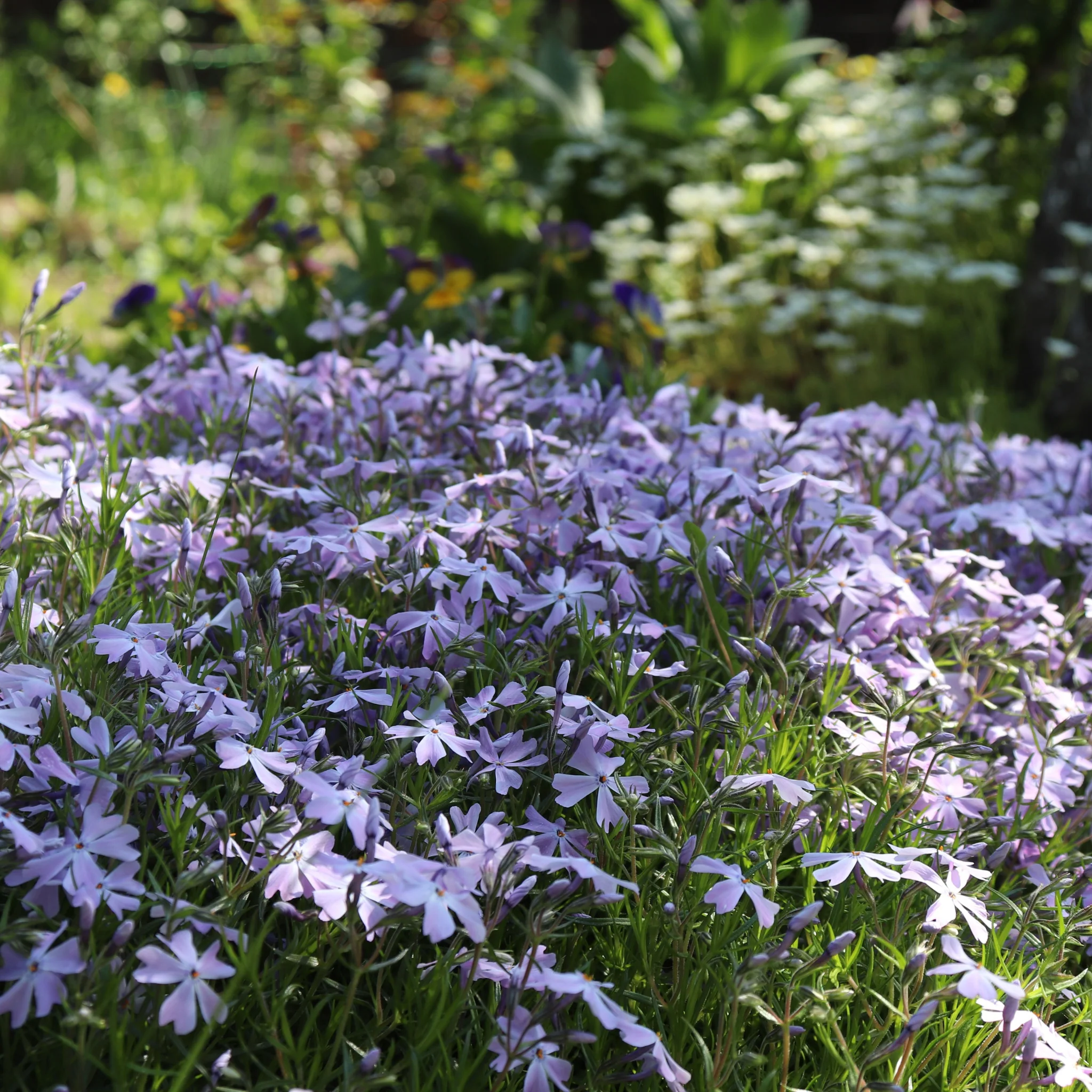 Phlox subulata 'Emerald Cushion Blue' 9cm Pot - Image 2