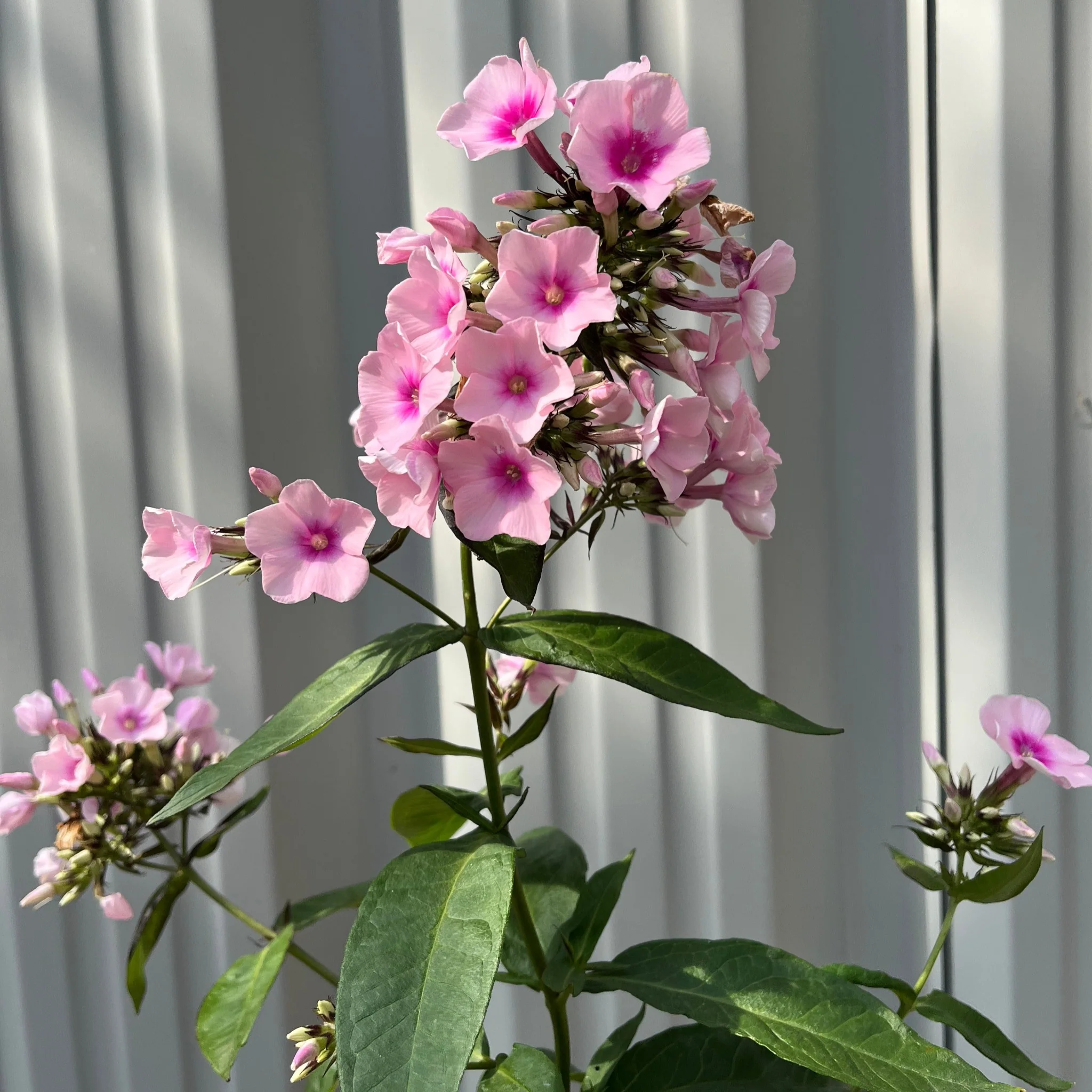 Phlox paniculata 'Bright Eyes' 9cm - Image 3