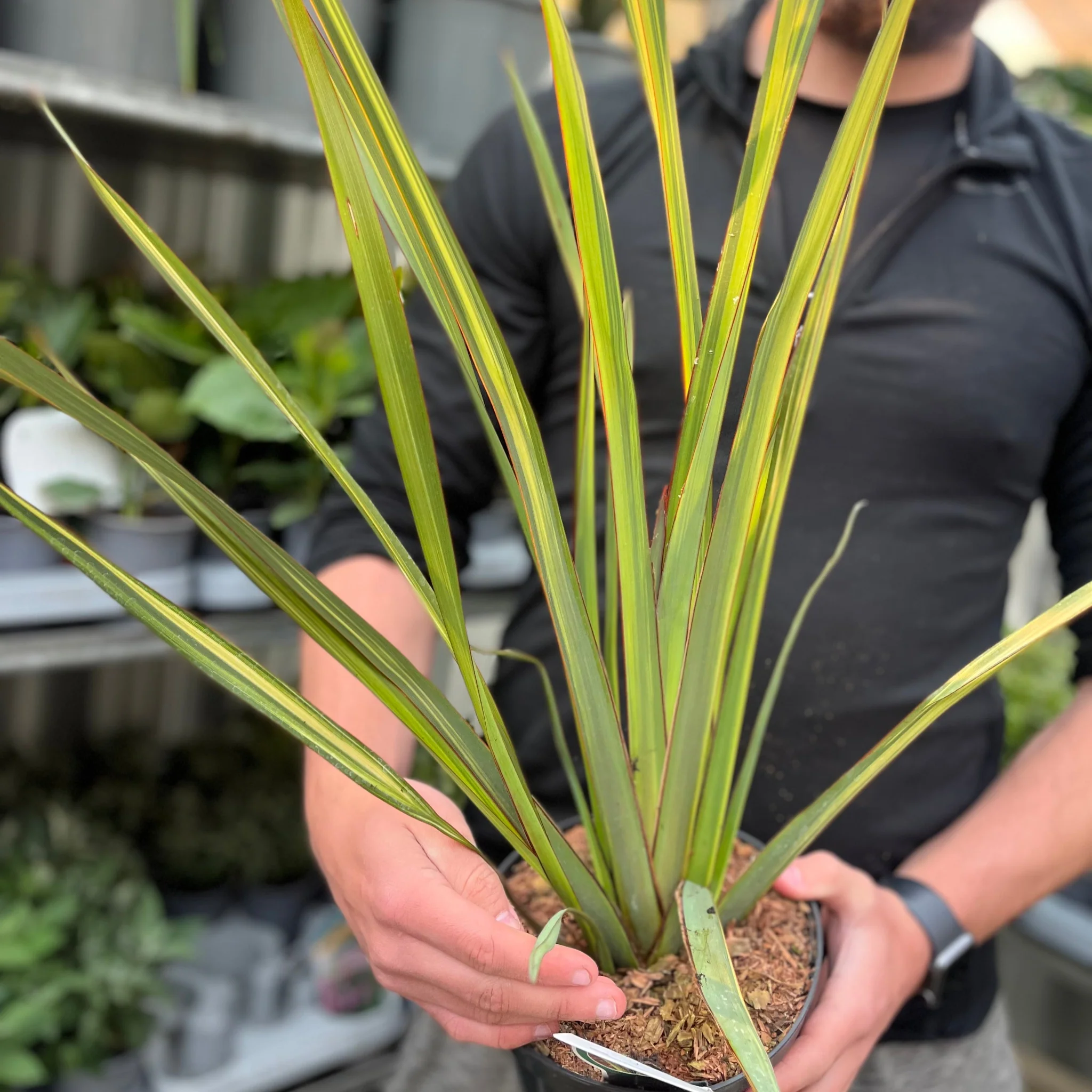 Phormium 'Apricot Queen' 2L (50-60cm inc. pot) - Image 2