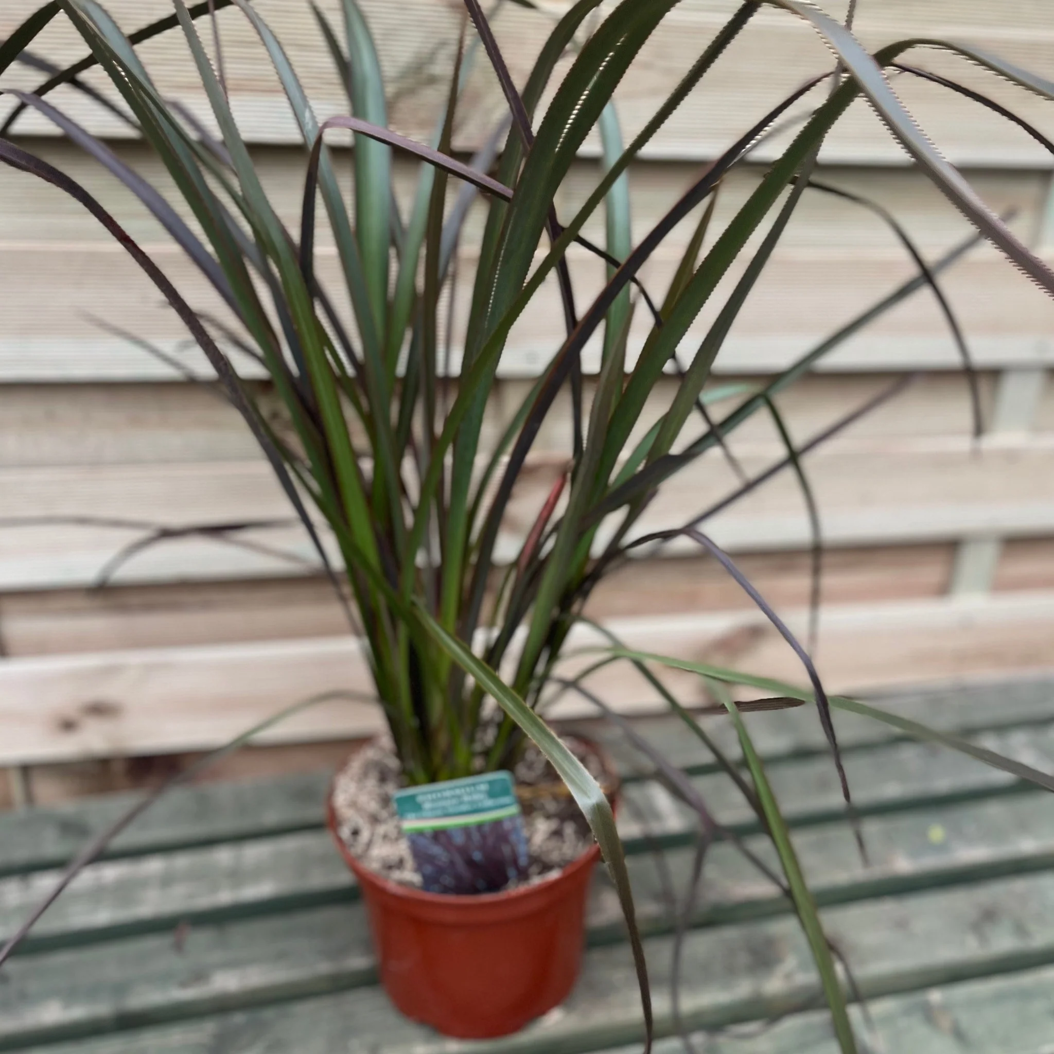 Phormium 'Bronze Baby' 9cm / 2L - Image 3