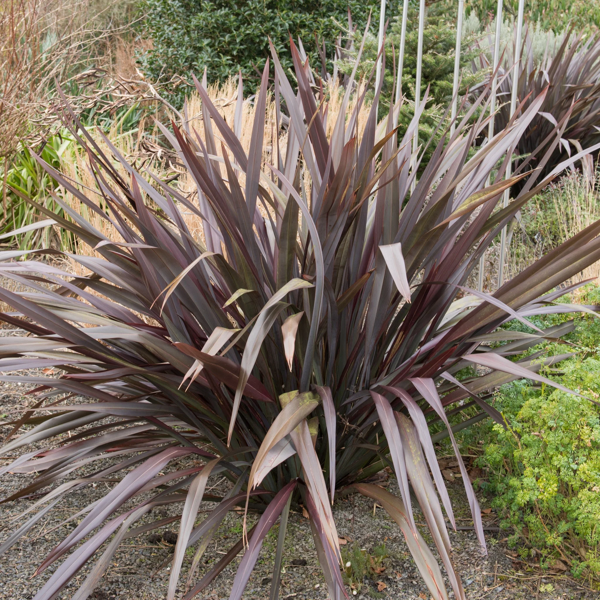 Phormium 'Platts Black' 3L/5L/10L - Image 2
