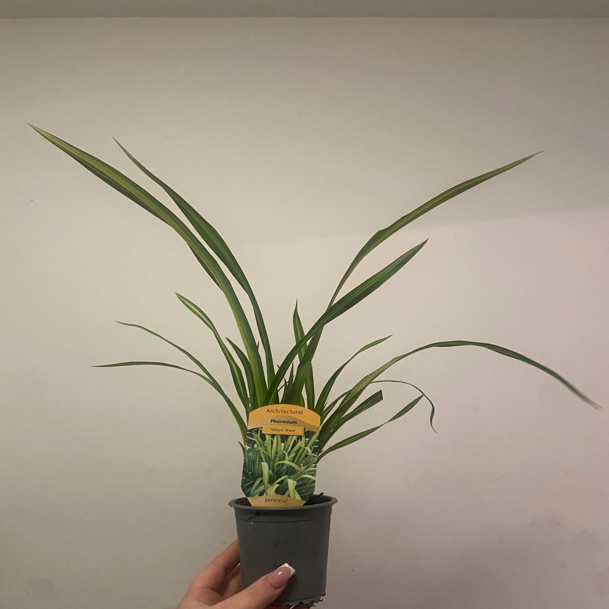 Phormium 'Yellow Wave' 9cm / 5L - Image 2