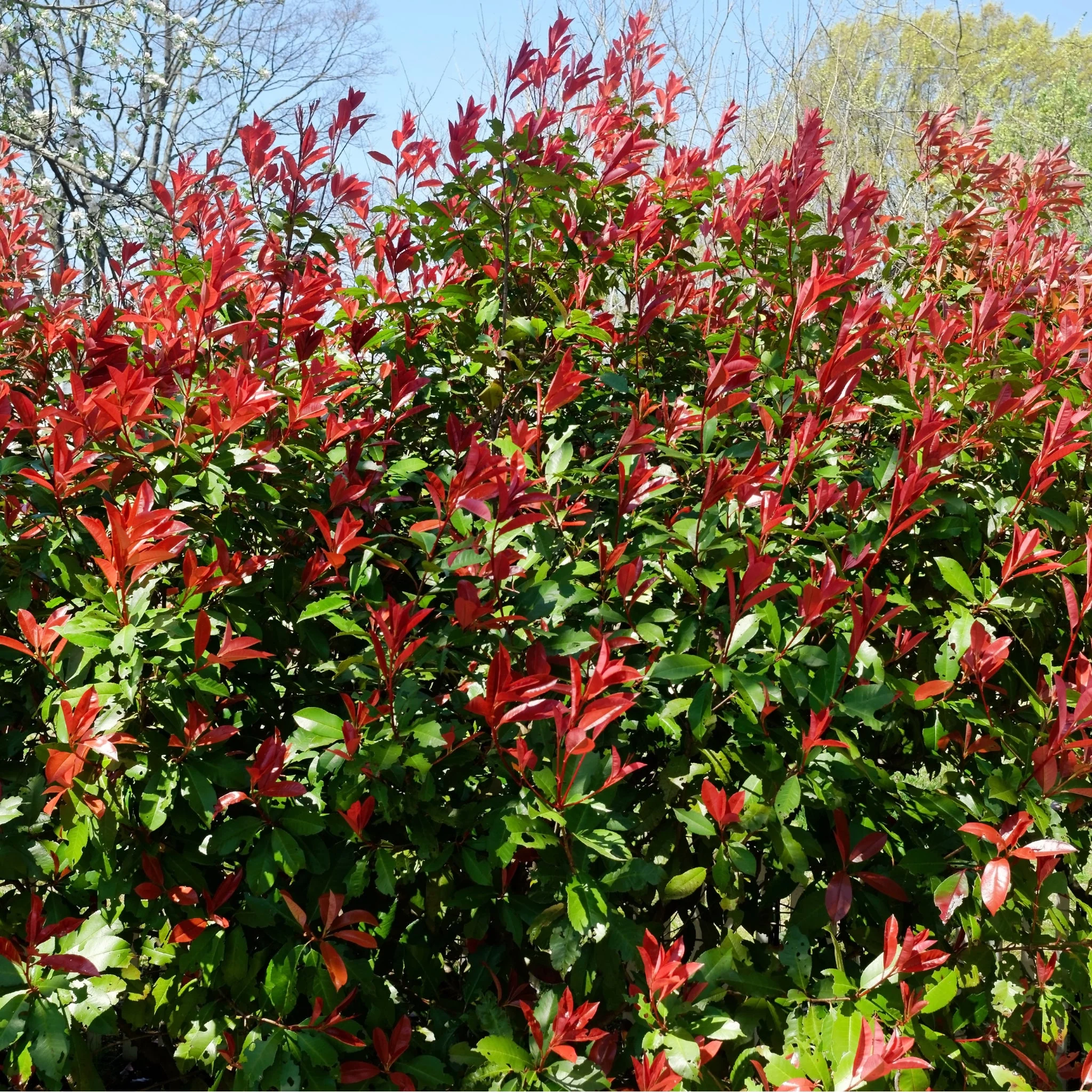 5-6ft Photinia 'Carre Rouge' 160-170cm (30L) - Image 2