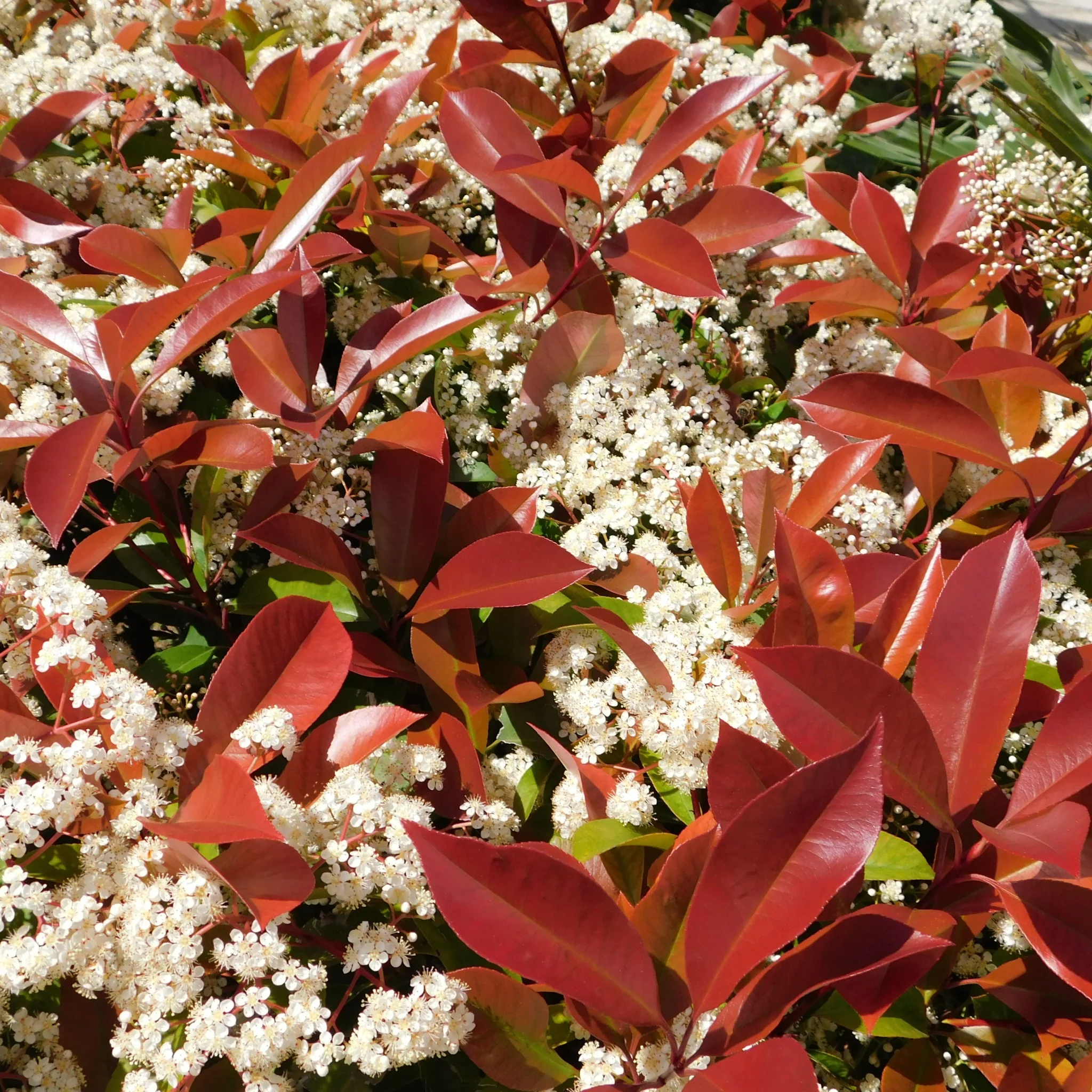 Photinia 'Red Robin' on frame 5ft / 6ft (Metal Frame) - Image 4