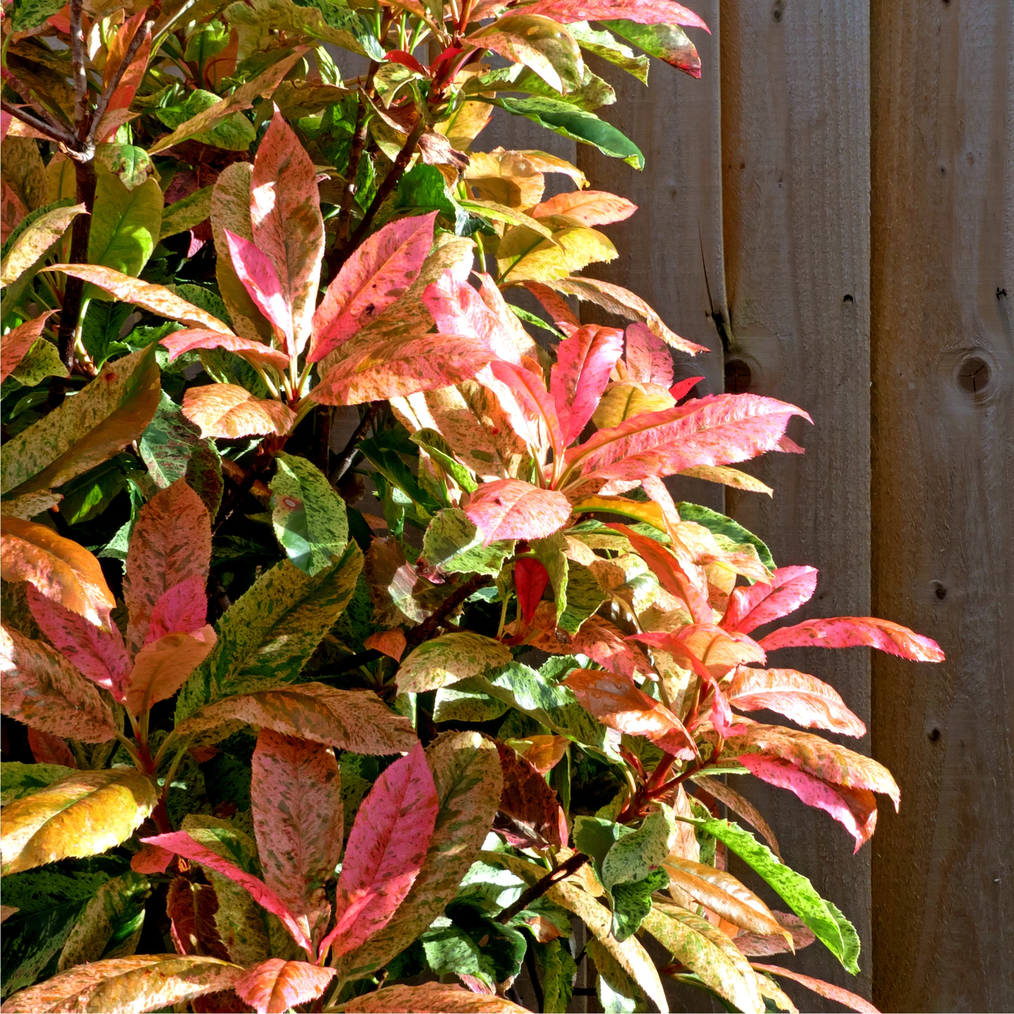 Photinia serratifolia 'Pink Crispy' 3L (Multibuy Offers Available) - Image 2