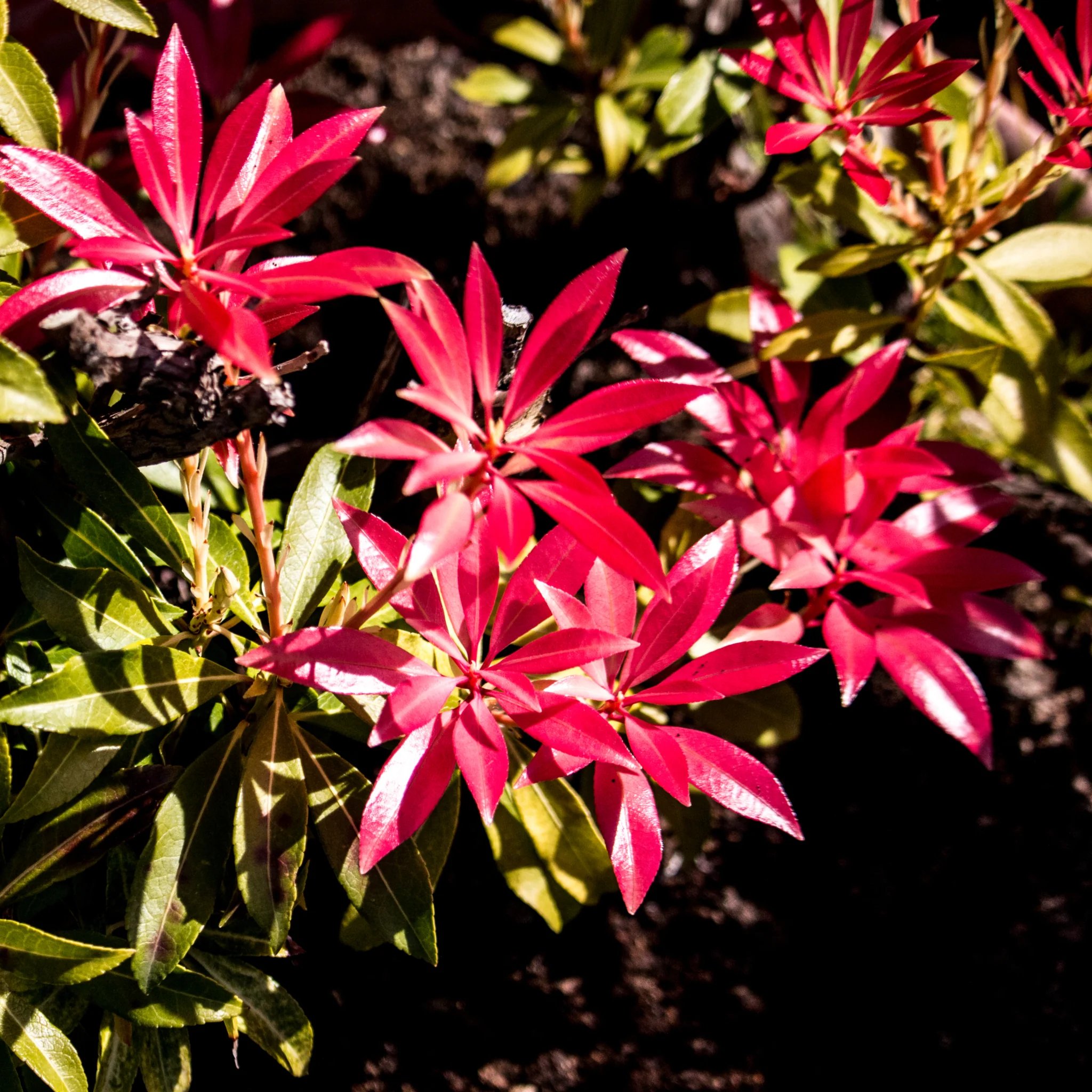 Pieris japonica Forest Flame (2 sizes available) - Image 3