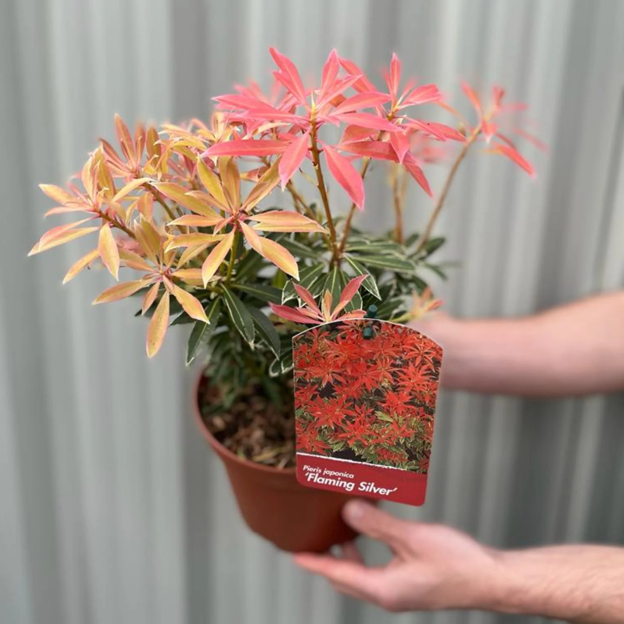 Pieris ‘Japonica Flaming Silver’ 9cm-3L - Image 3