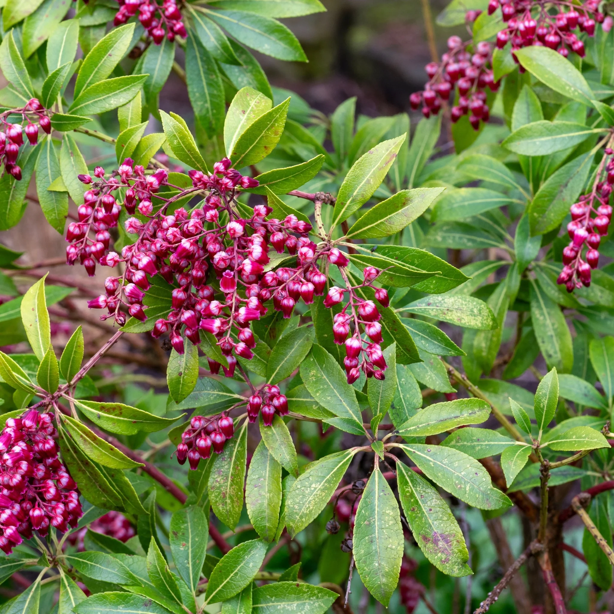 Pieris japonica 'Passion' 3L (50-60cm) - Image 4