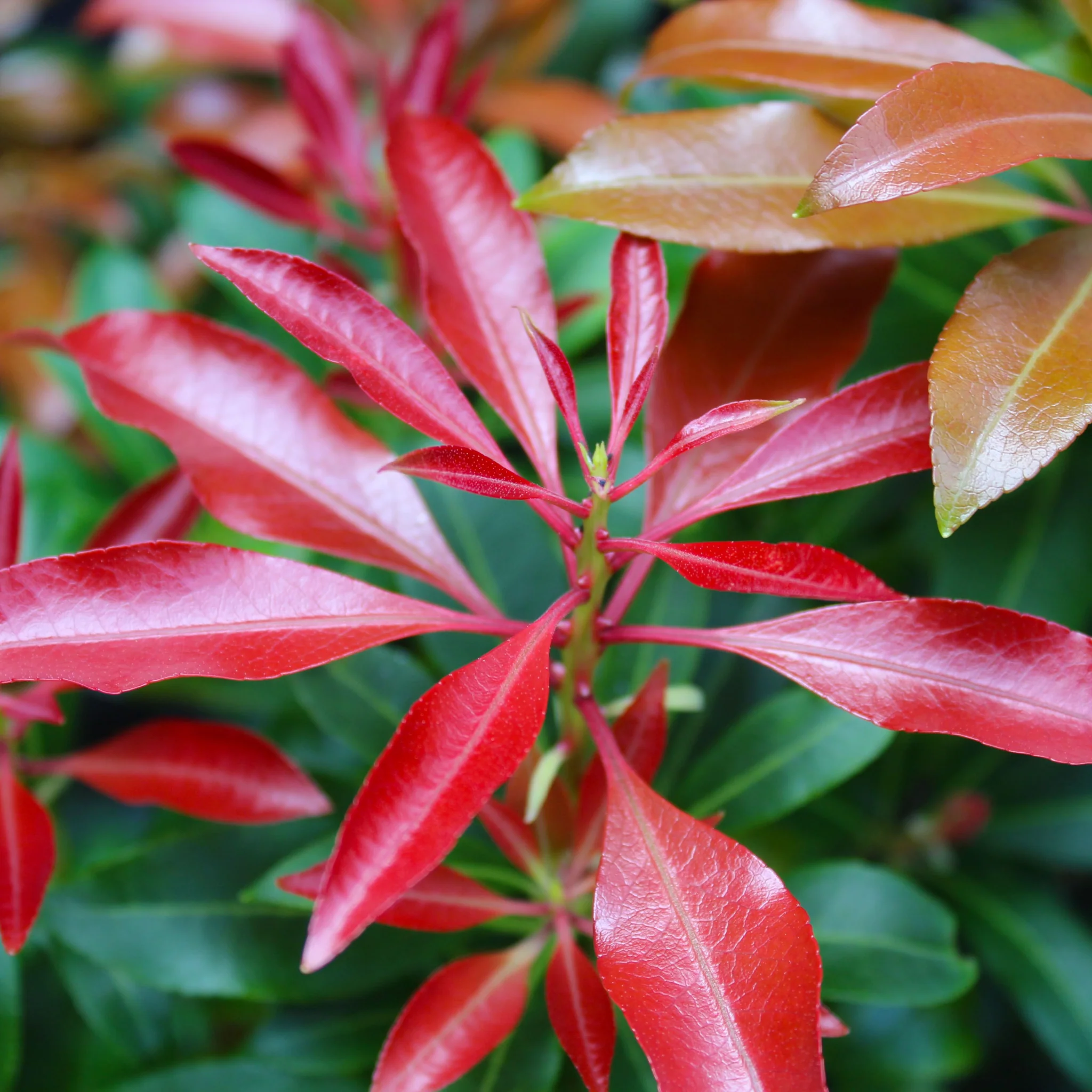 Pieris japonica 'Red Mill' 1L - Image 2