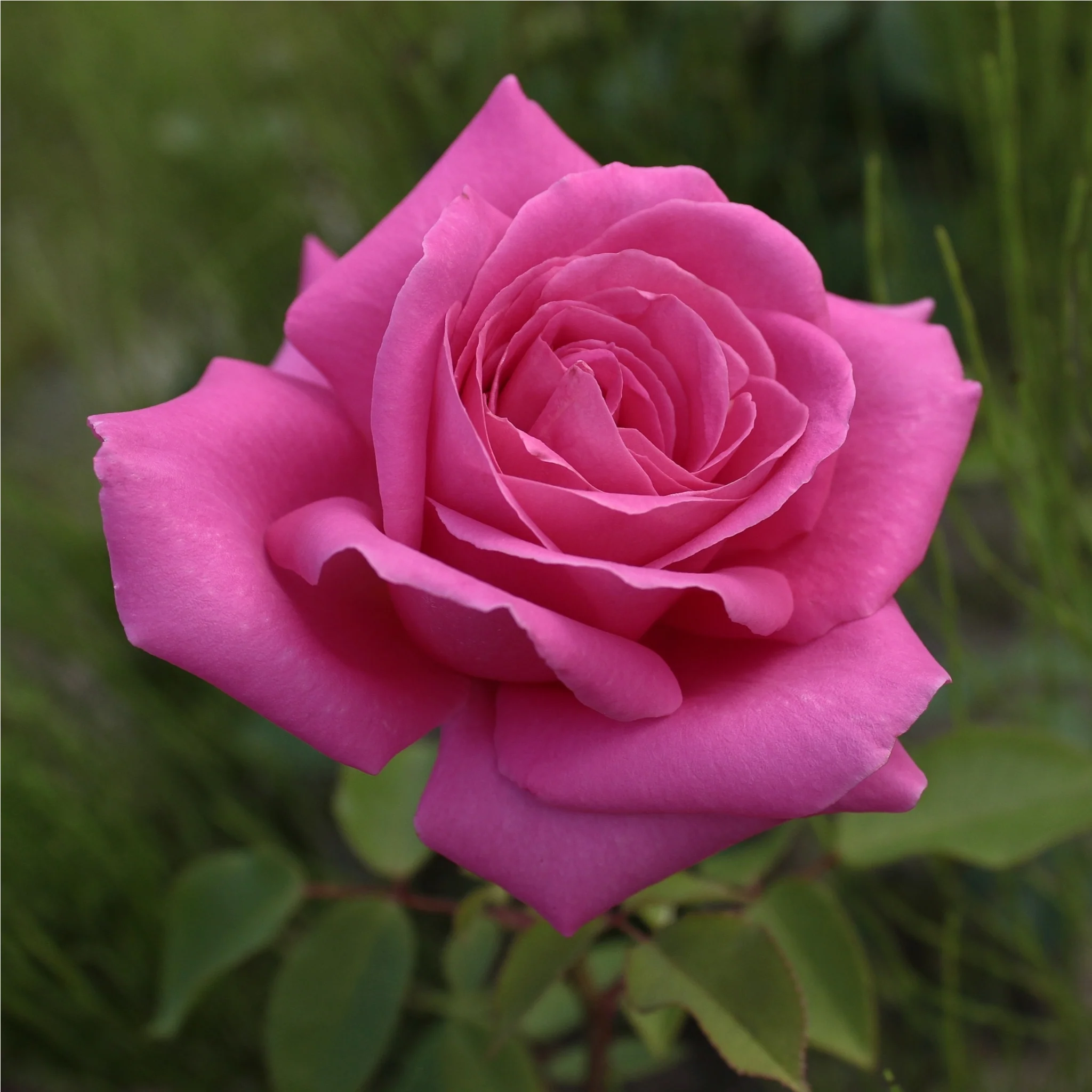 Pink Favourite Rose - Hybrid Tea