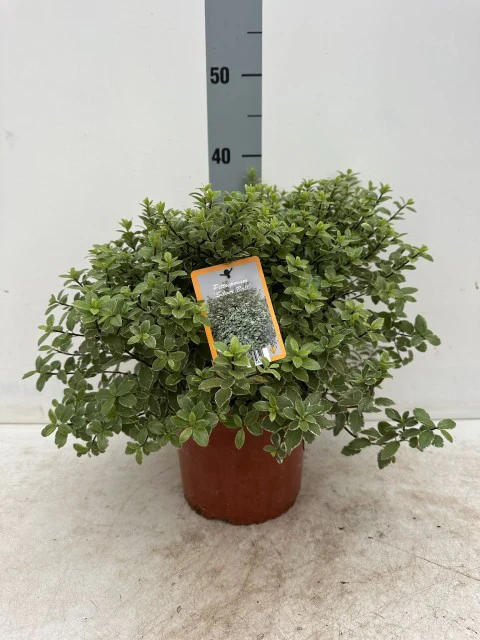 Pittosporum tenuifolium 'Silver Ball' 2L / 3L - Image 2