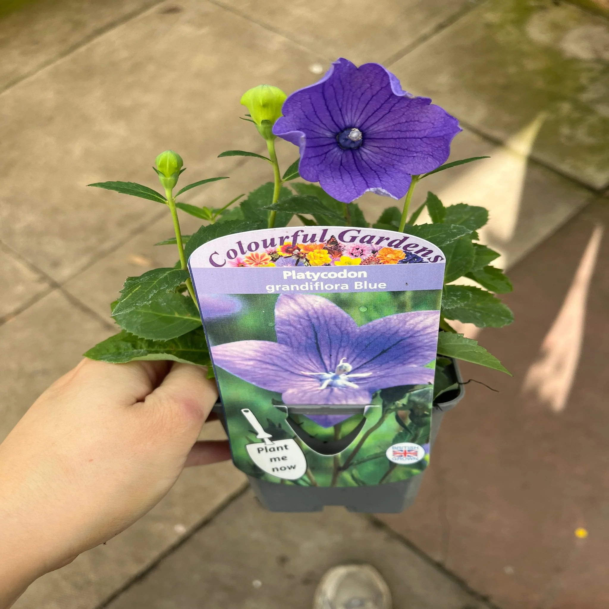 Platycodon grandiflora Blue 9cm - Image 2