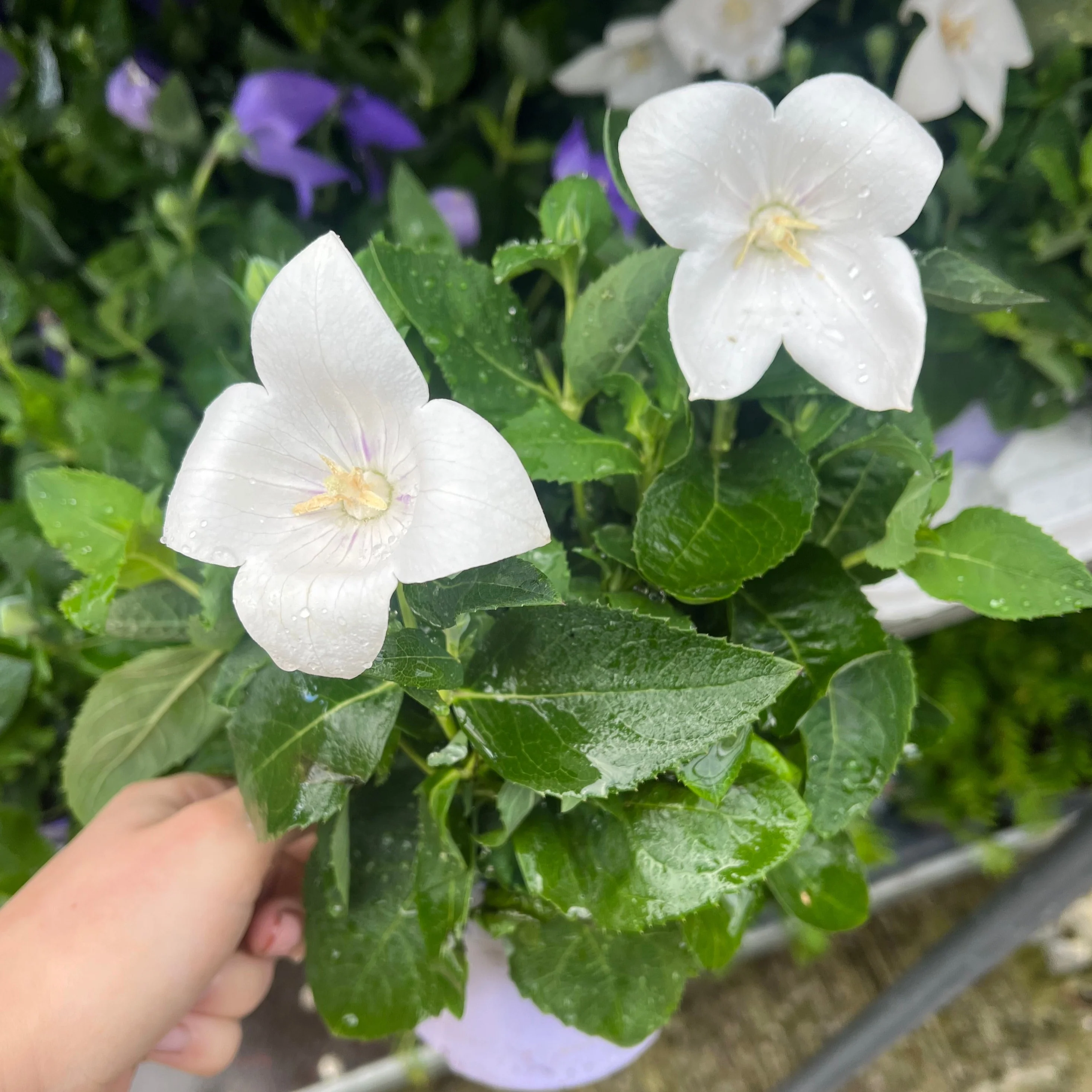 Platycodon White 9cm - Image 2