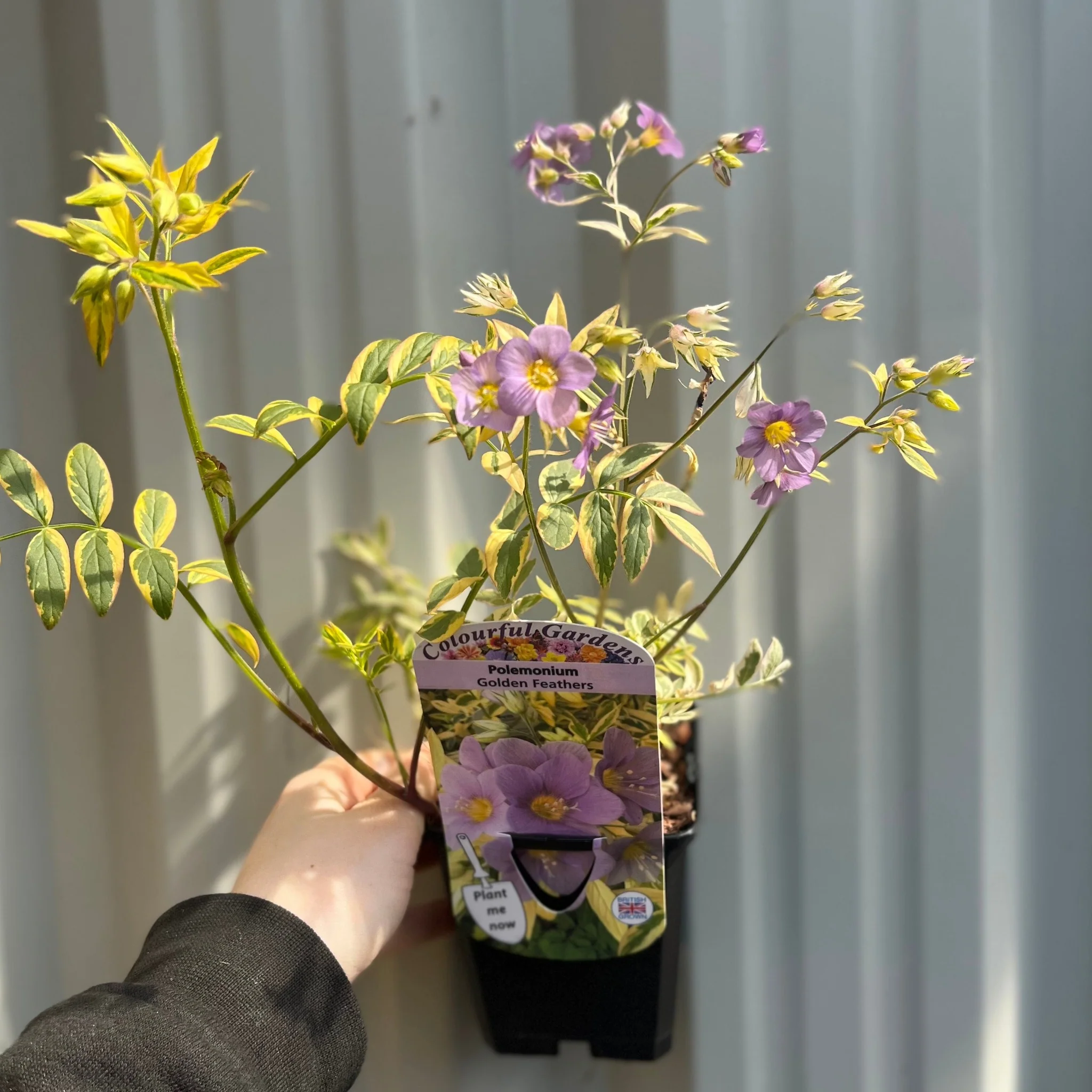 Polemonium 'Golden Feathers' (Jacobs Ladder) 9cm - Image 2