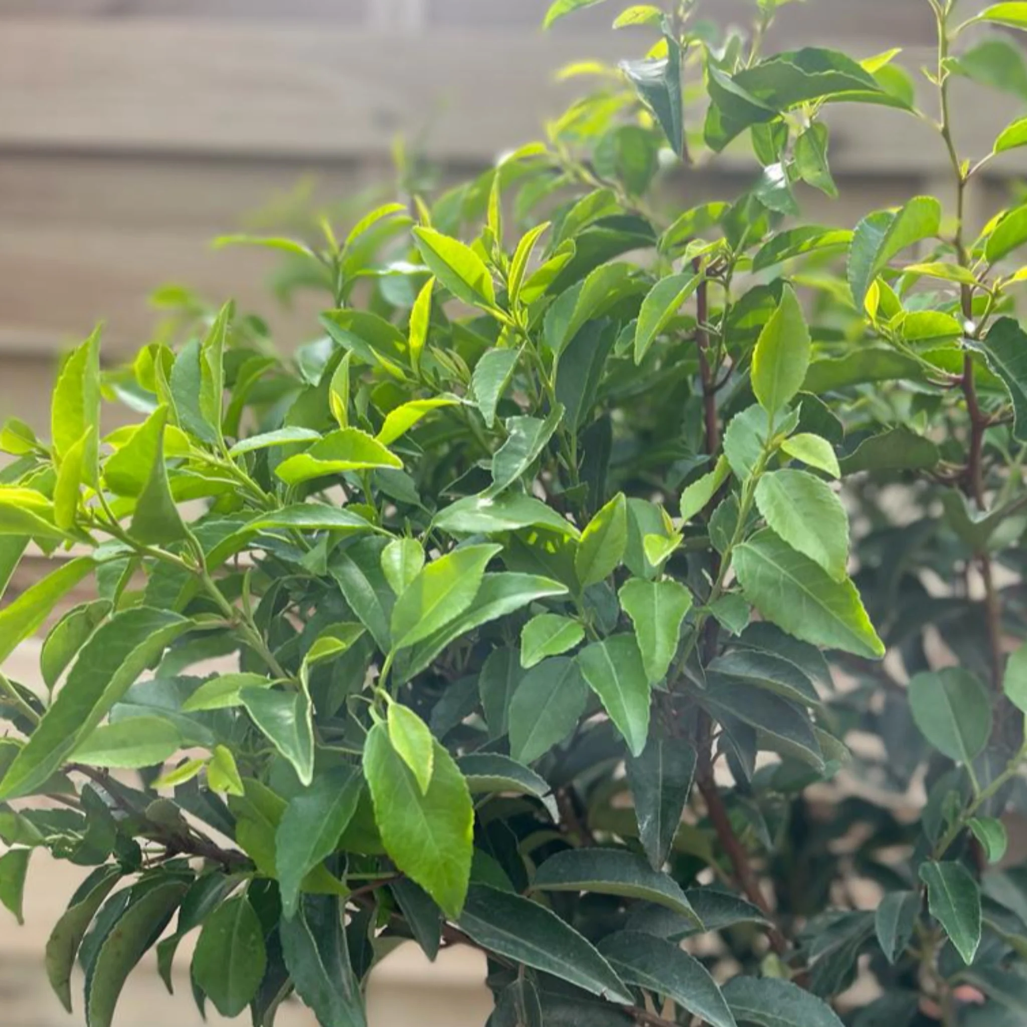 Portuguese Laurel | Prunus lauroceras 'Angustifolia' (Multibuy Offers Available) - Image 6