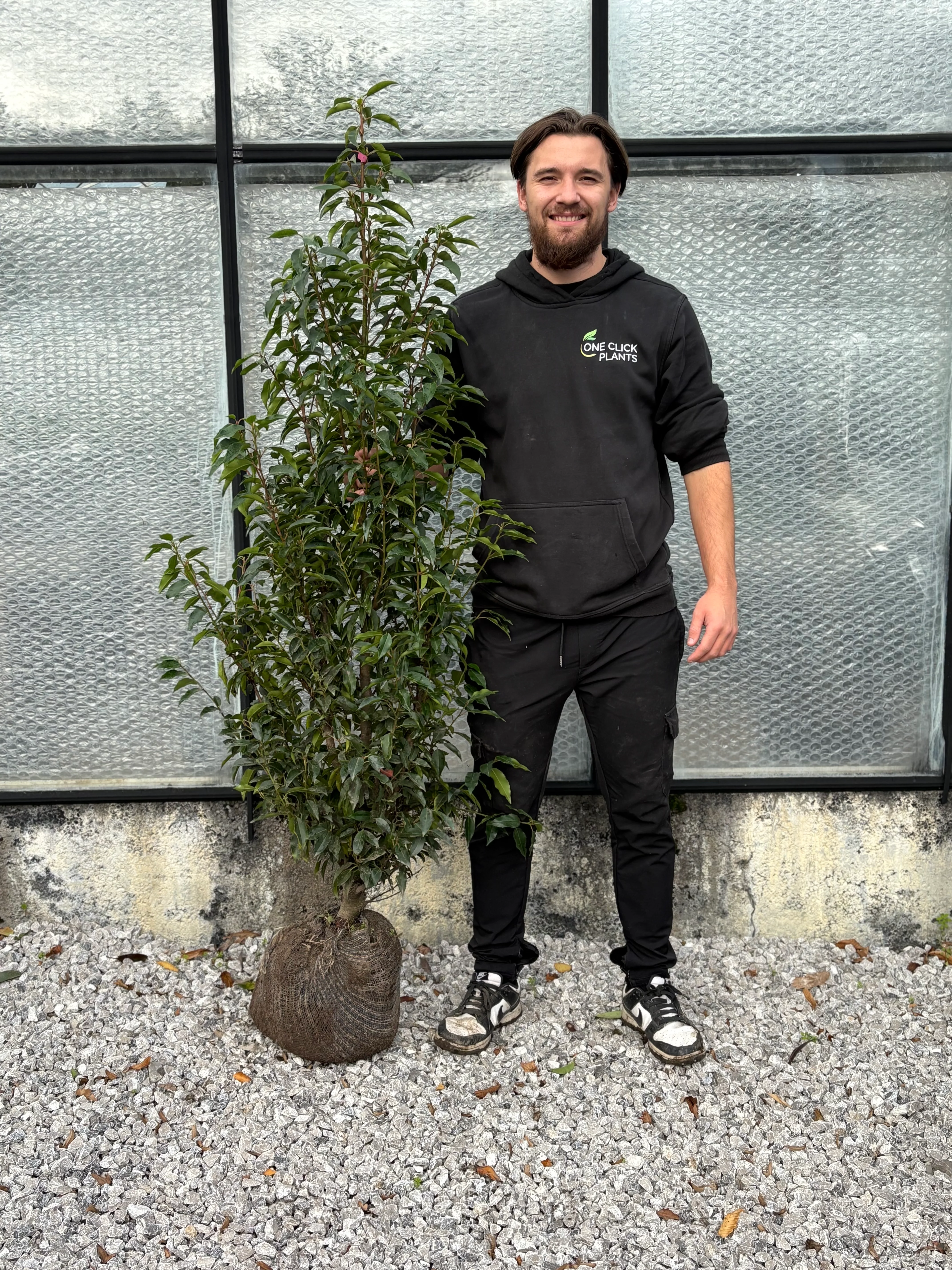 Portuguese Laurel ROOTBALL Hedging - Image 6