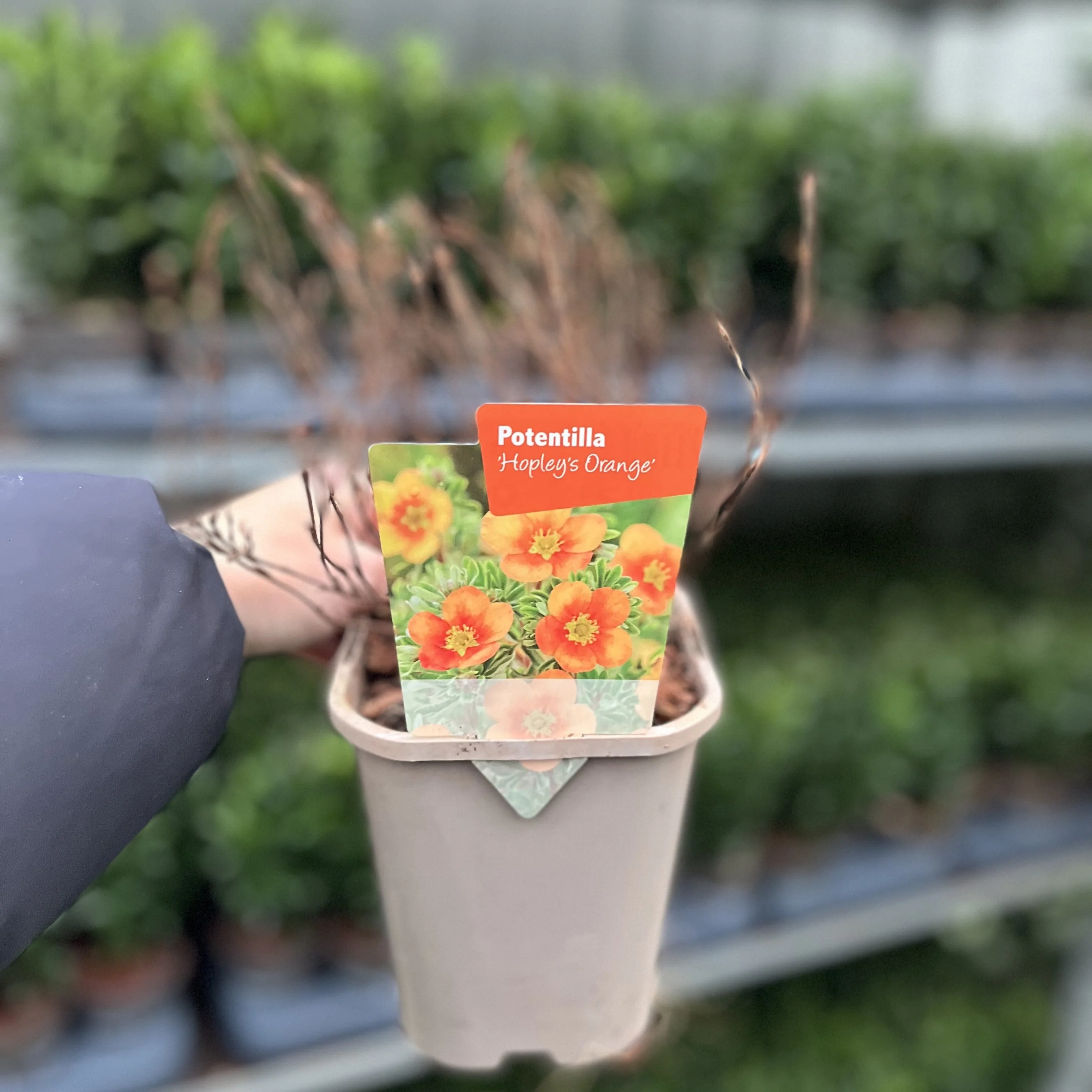 Potentilla fruticosa 'Hopleys Orange' 1L - Image 2