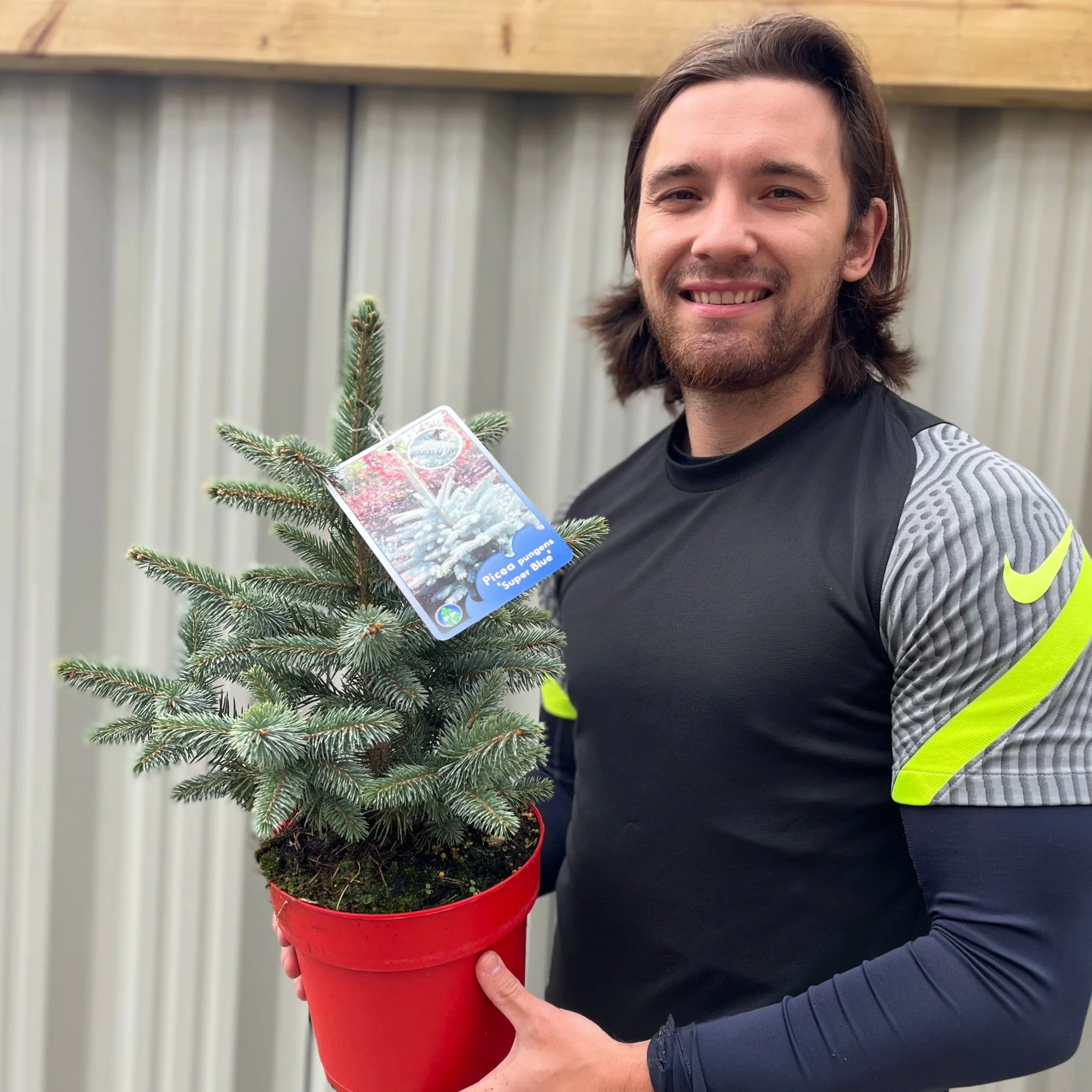 Potgrown Real Christmas Tree | Picea pungens 'Super Blue' | 30-40cm - Image 3
