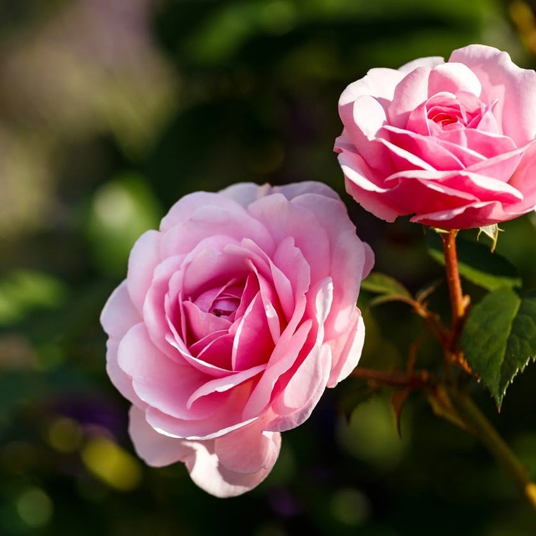 Rose Pretty Polly | Patio Rose | 4L Potted Rose - Image 2