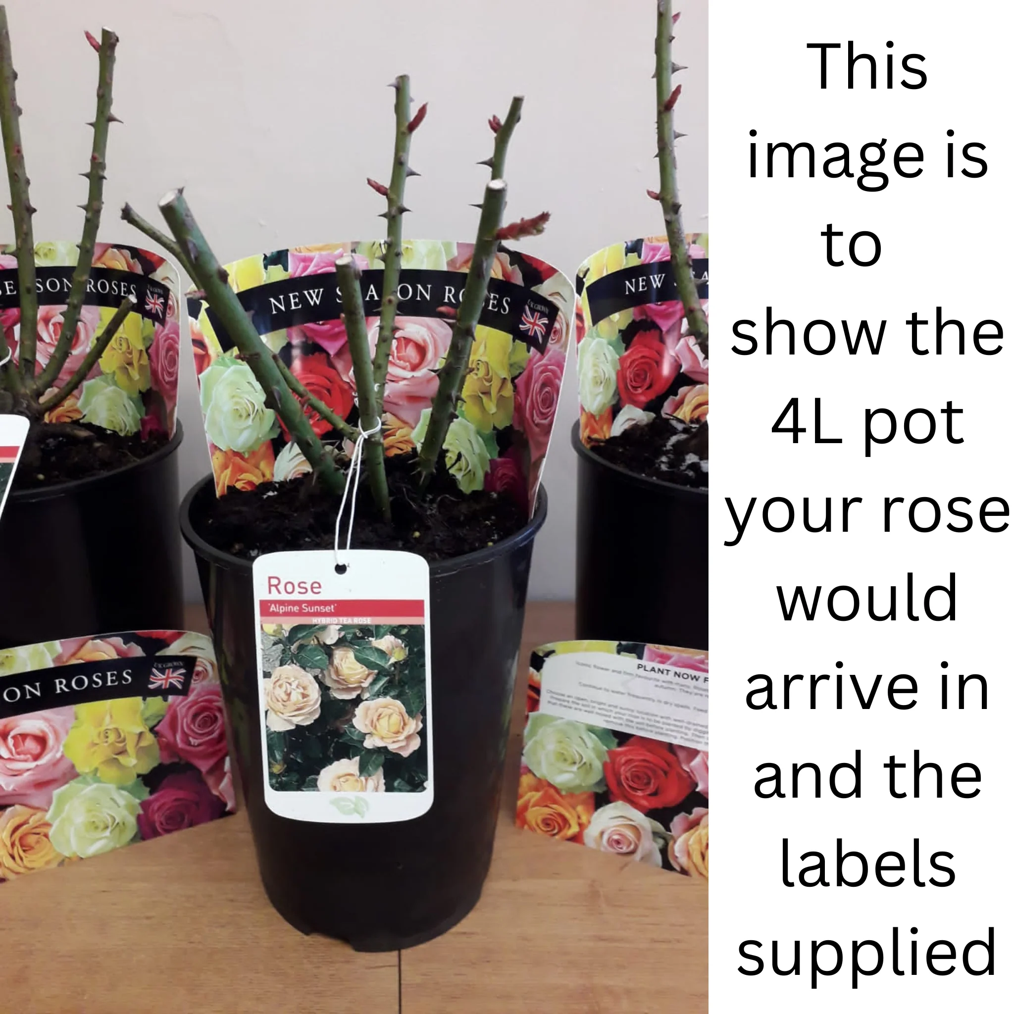 Rose Pretty Polly | Patio Rose | 4L Potted Rose - Image 3