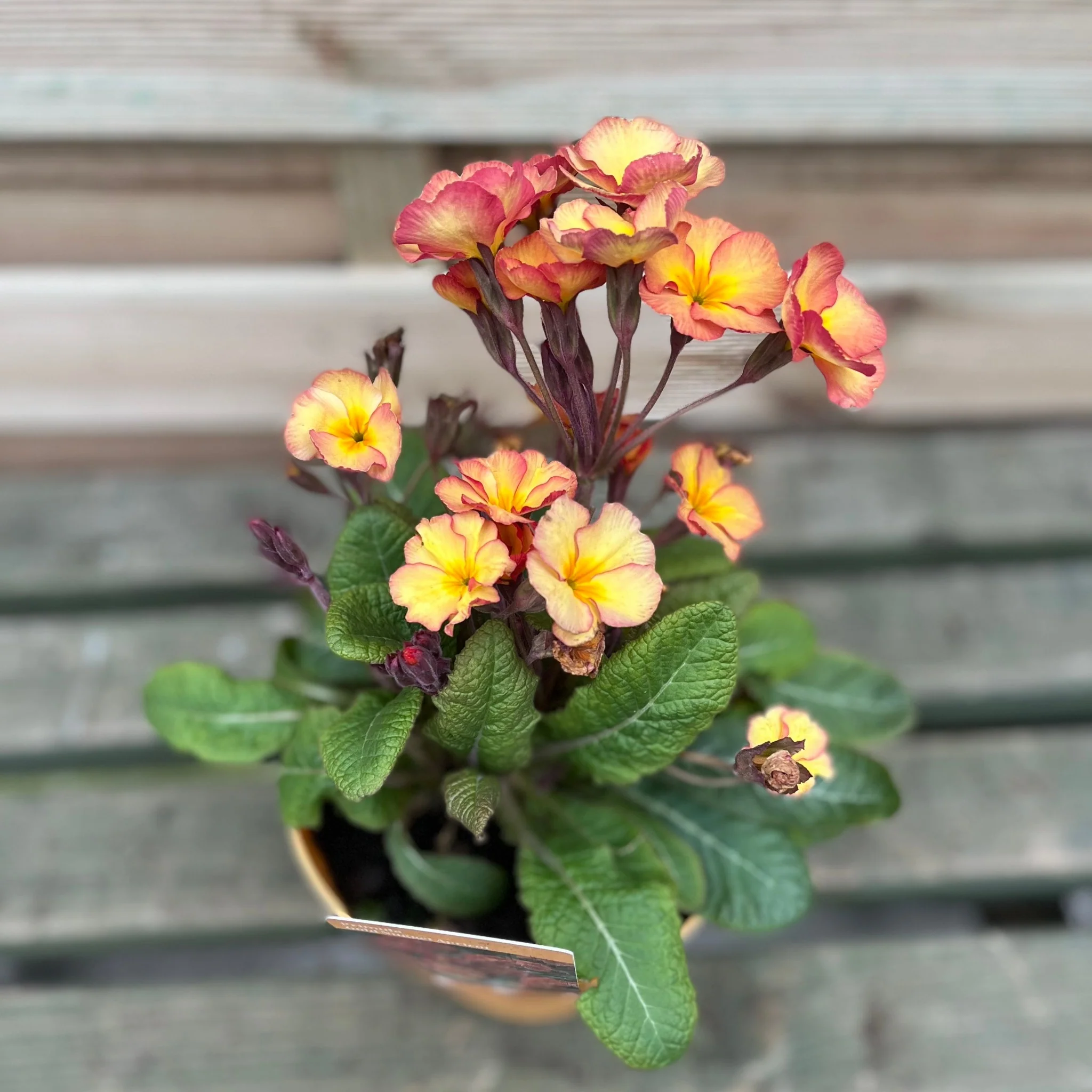 Primula 'Golden Nugget' 2L - Image 2